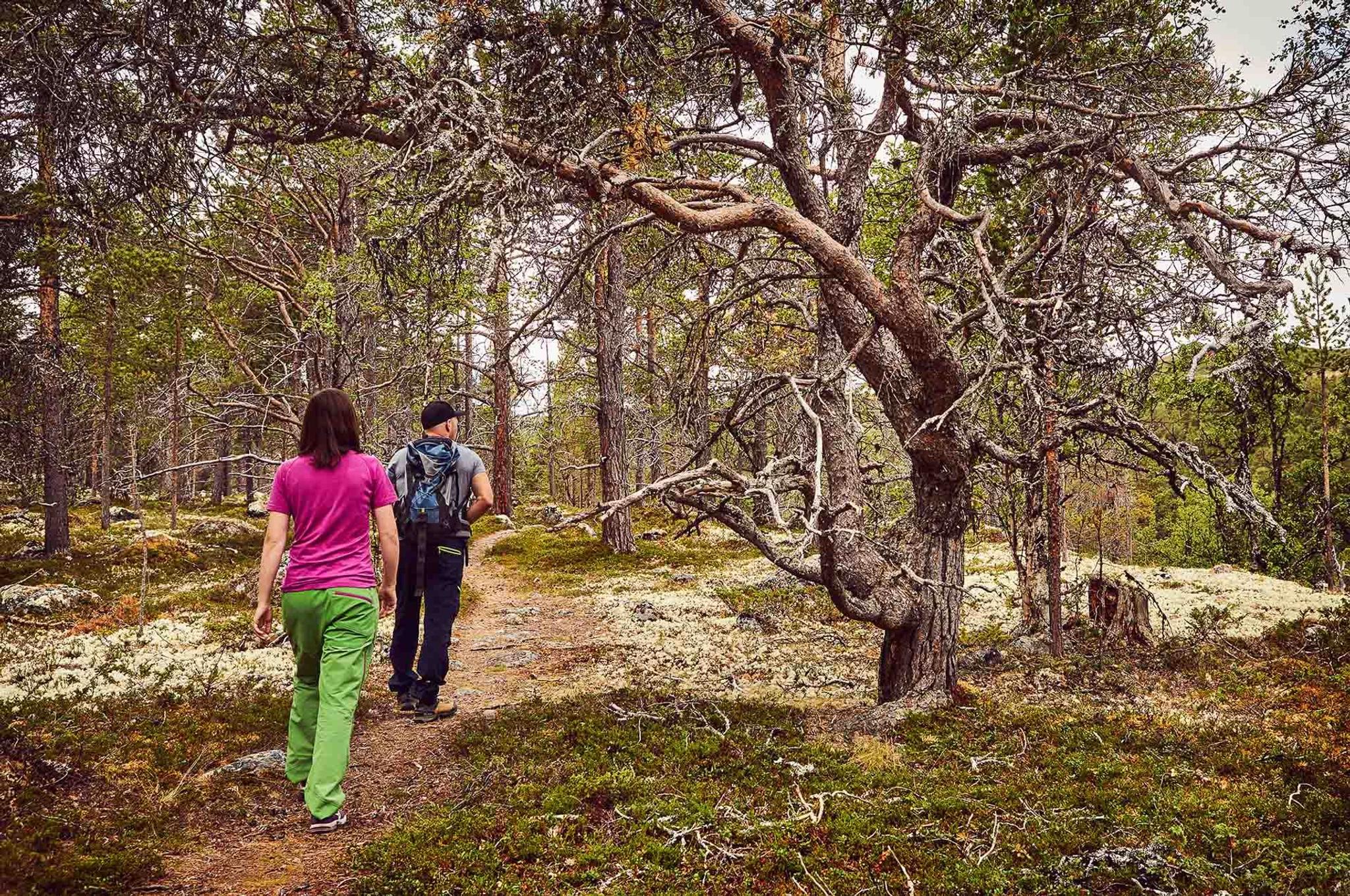 Urskog safari i Sjodalen