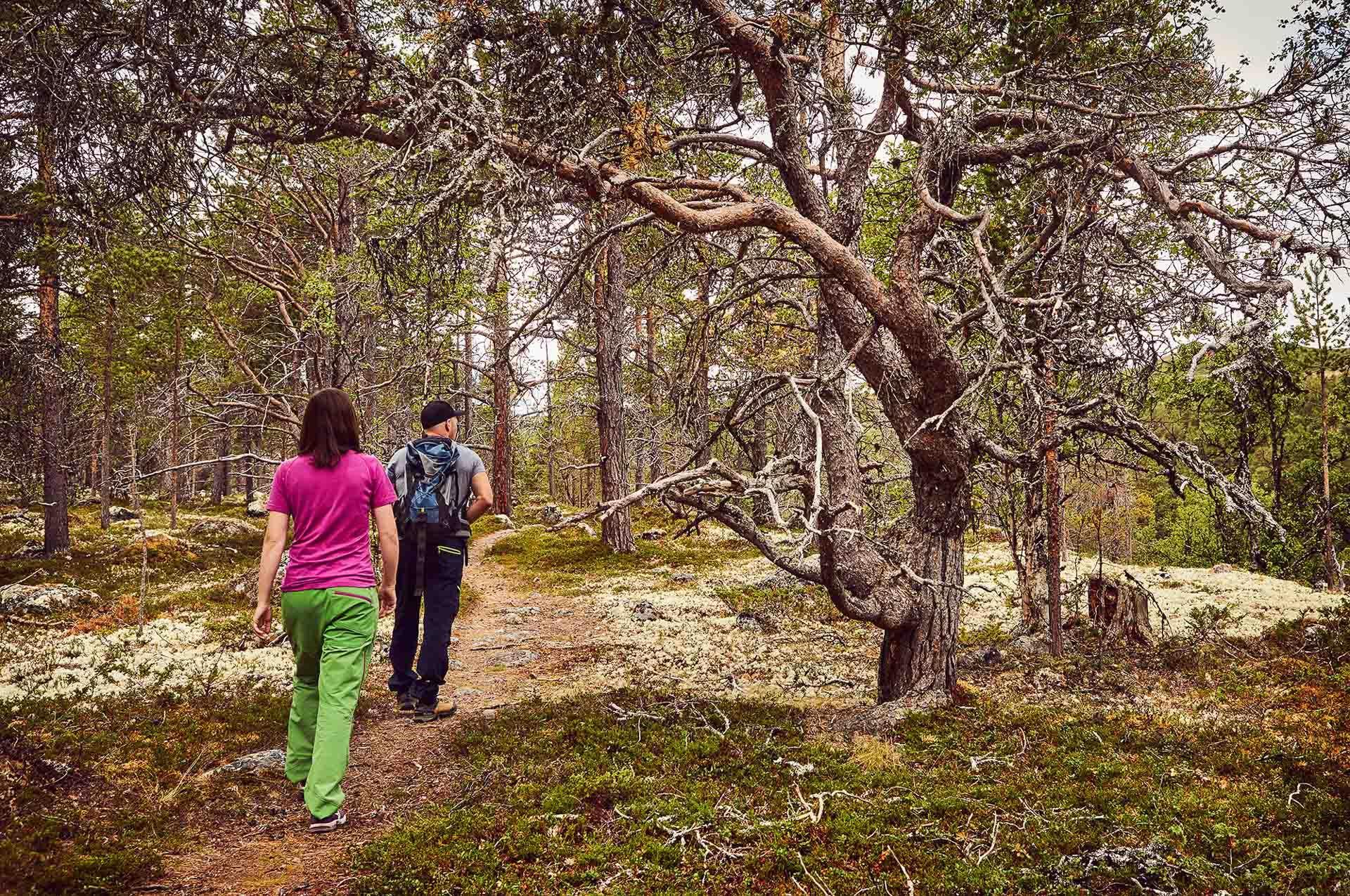 Urskog safari i Sjodalen
