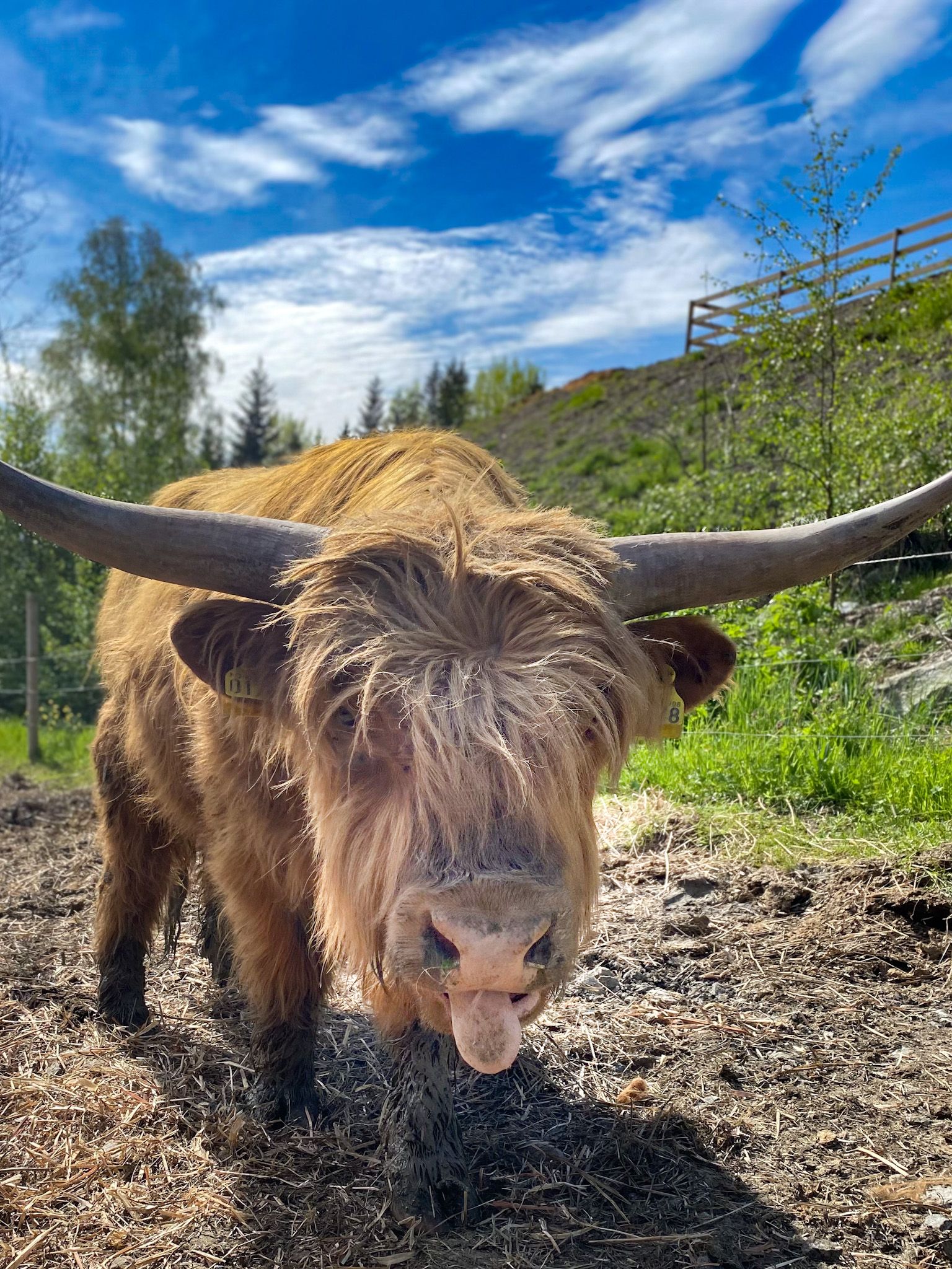 Skotsk høylandsfe