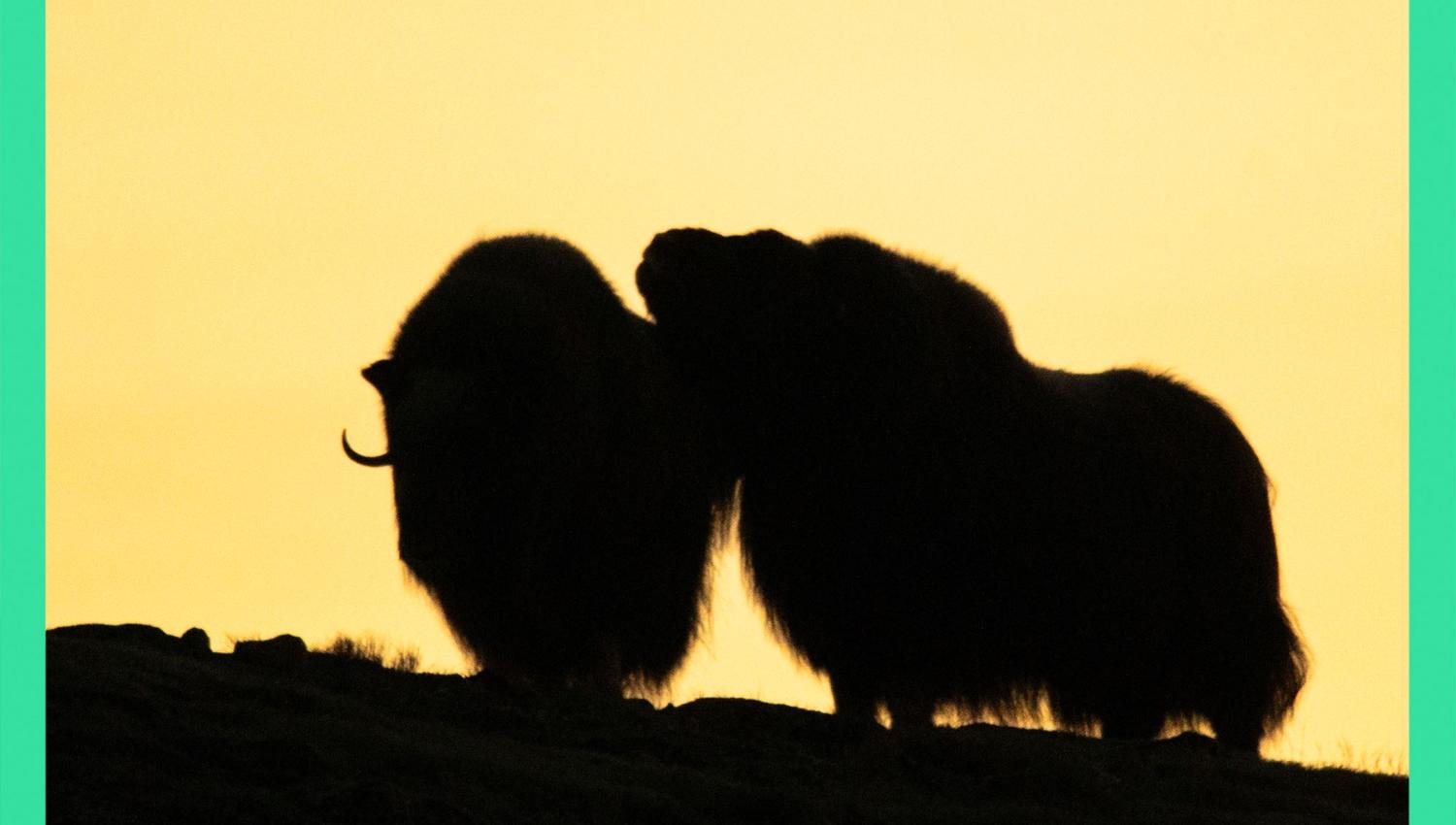 Musk Ox Safari
