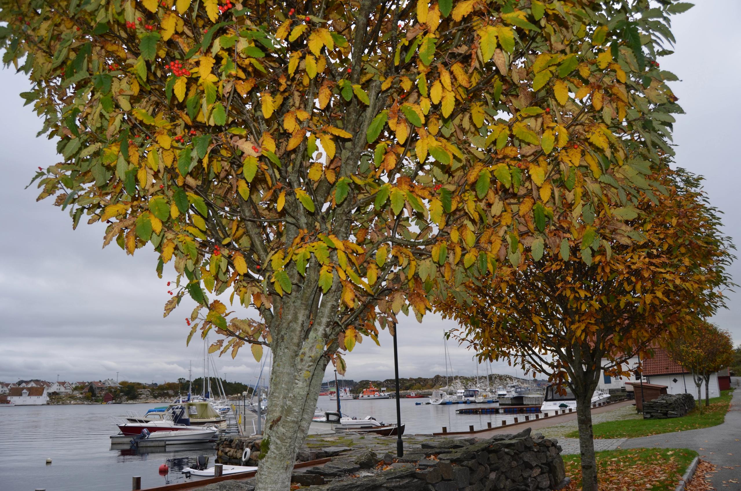 Tananger harbour