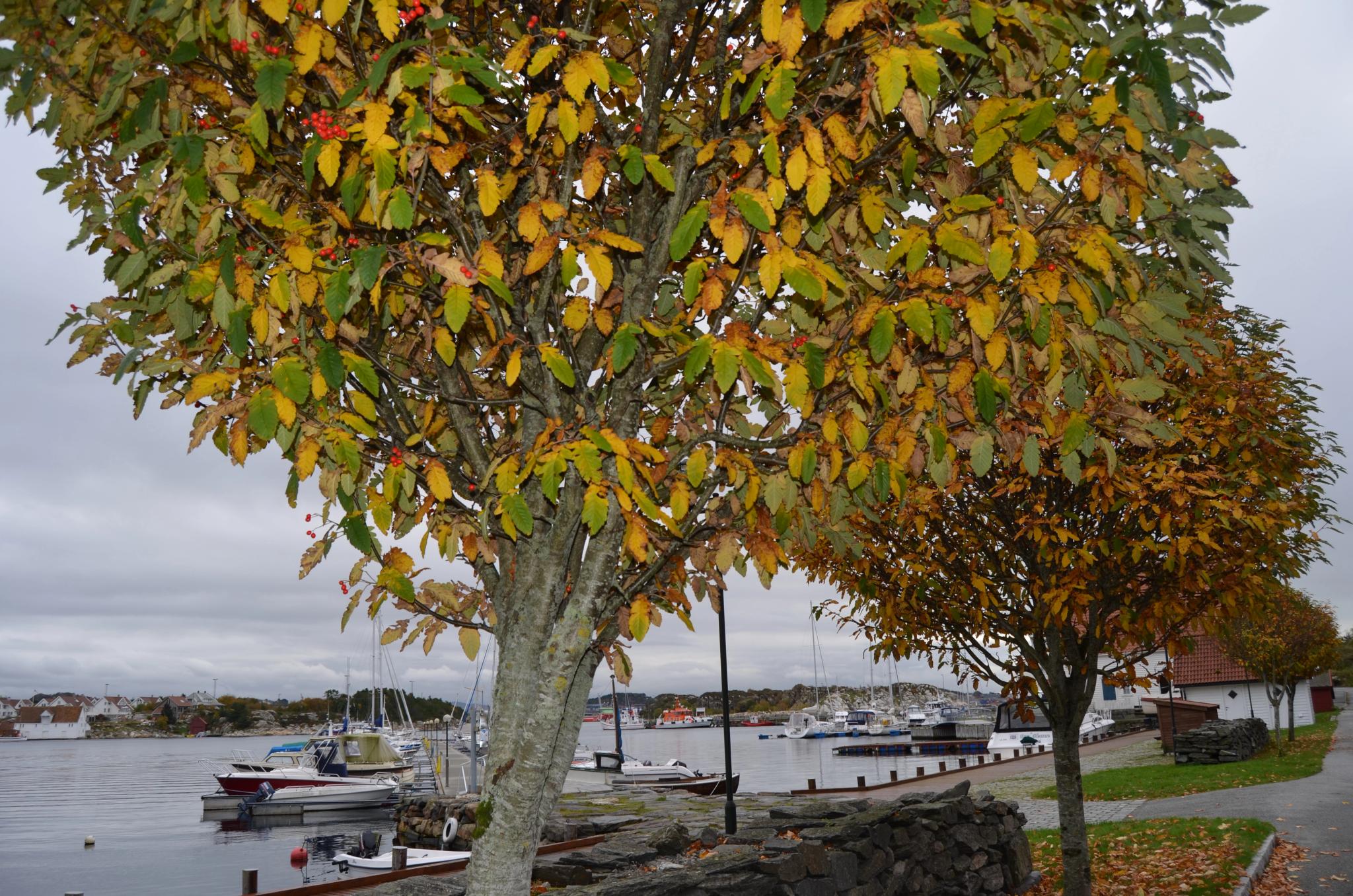Tananger harbour
