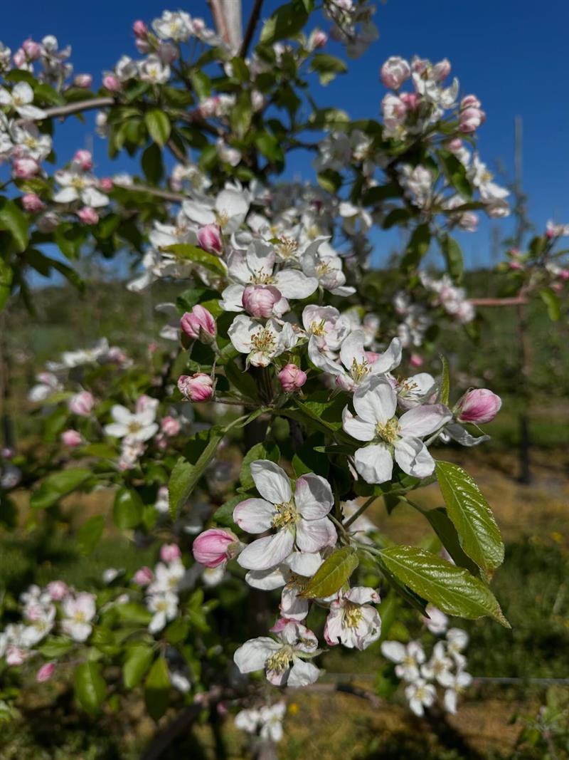 Blomstring