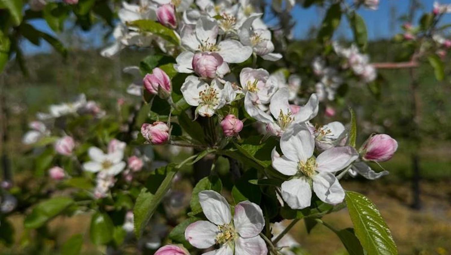 Blomstring