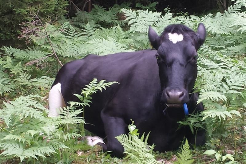 cow in the forest of Bygdø Kongsgård. Photo