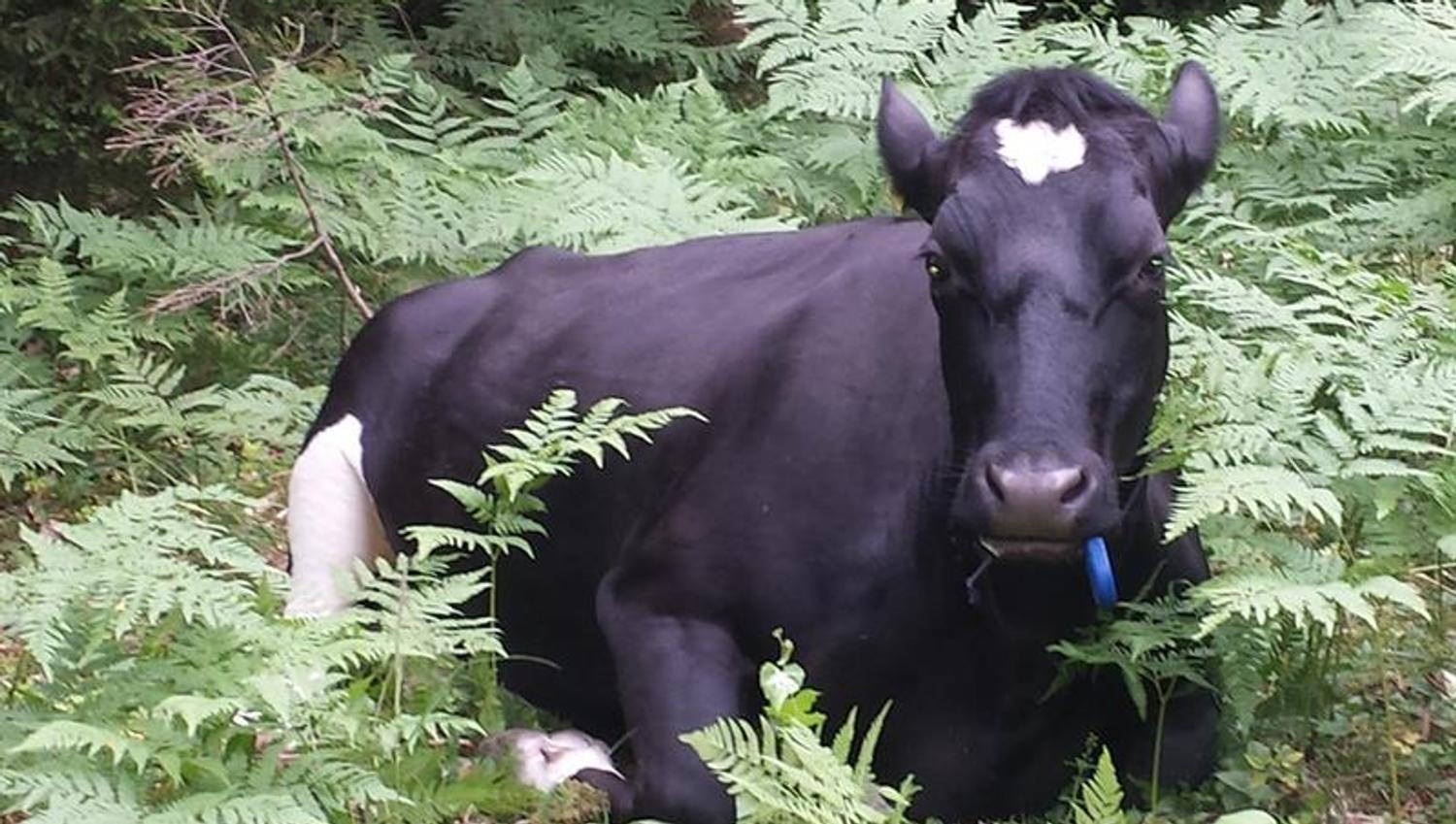 cow in the forest of Bygdø Kongsgård. Photo
