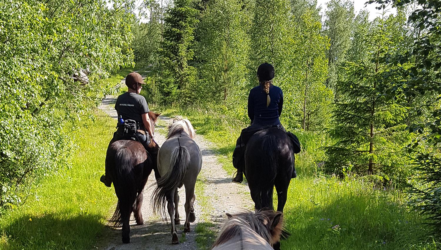 tre hester som rir inn i en skog.