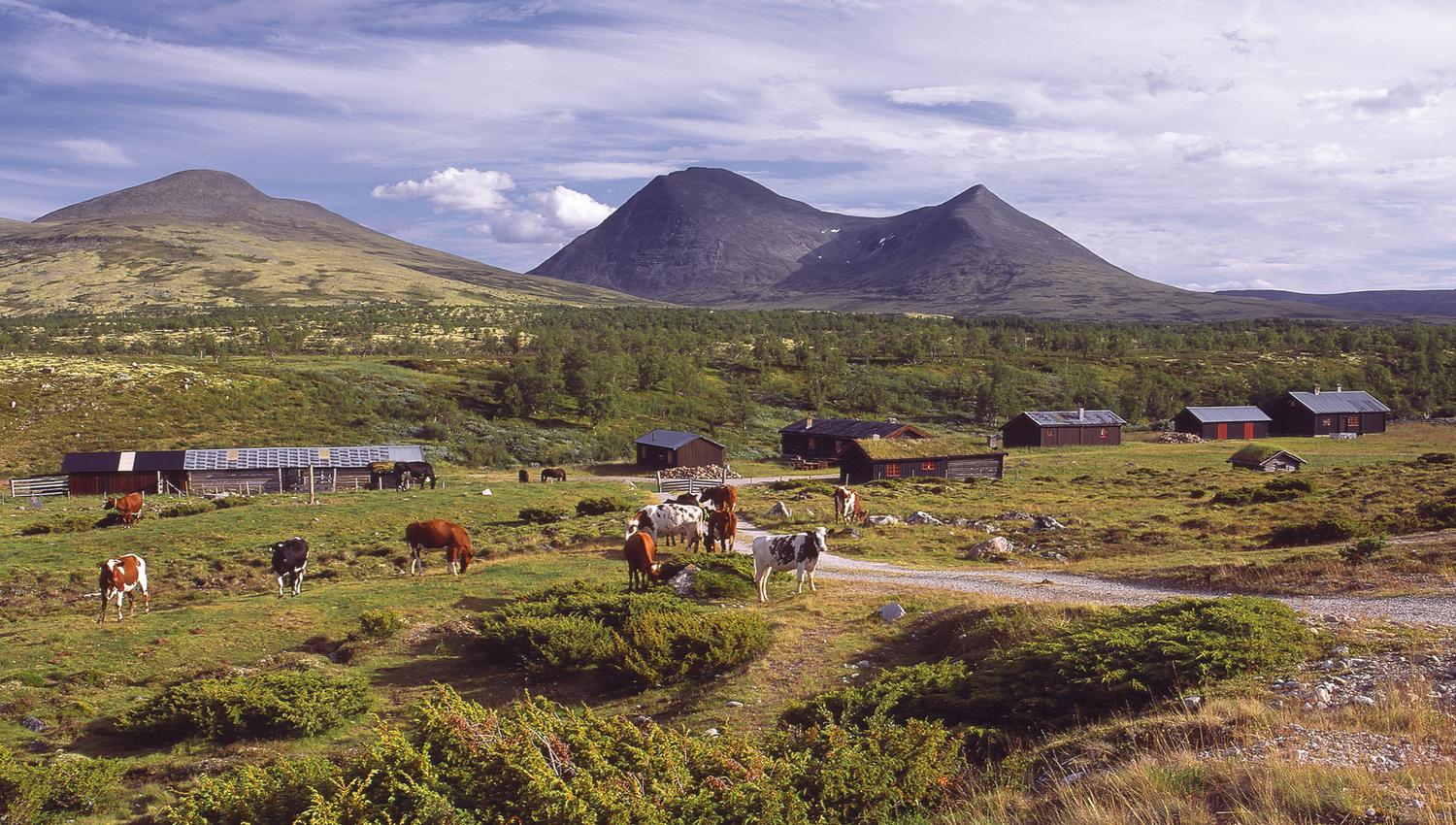 Folldalsvangen, Foto: DMT Alvdal