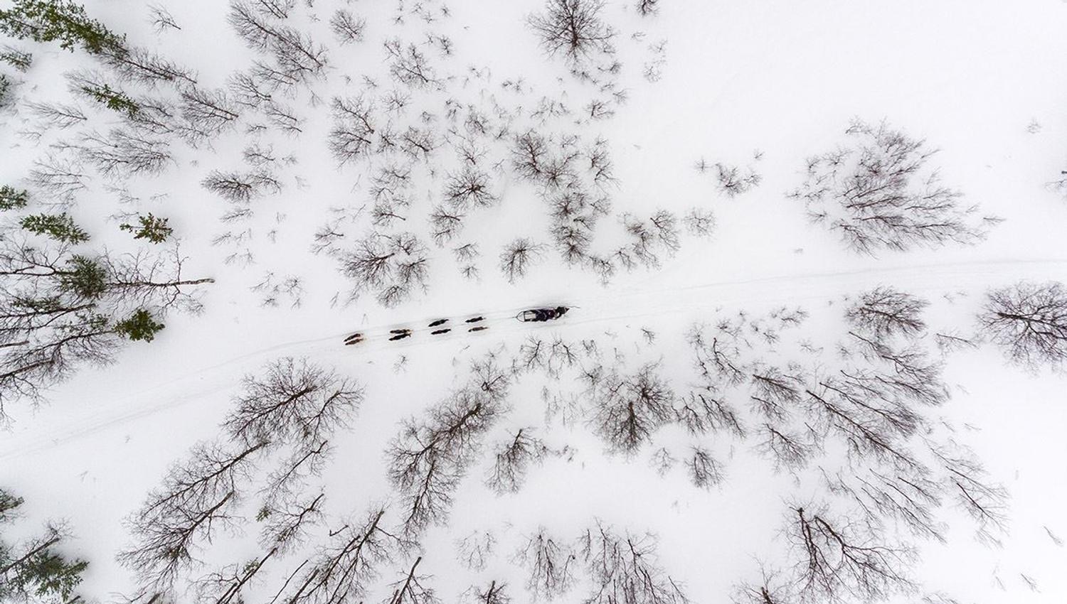 Aerial view of the dog sled and the surroundings and forests