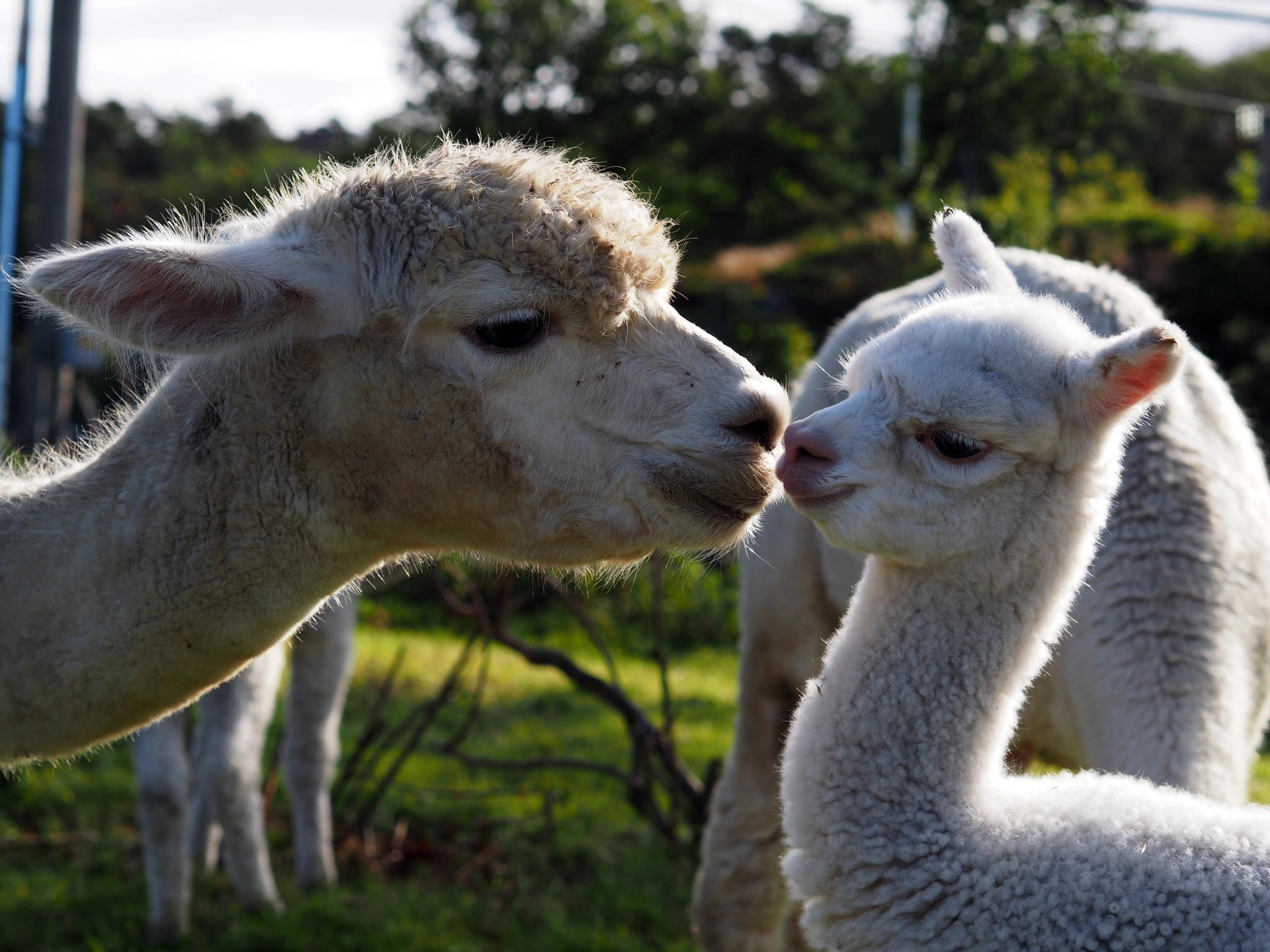 Alpaca walk at Midt-Tjore Farm