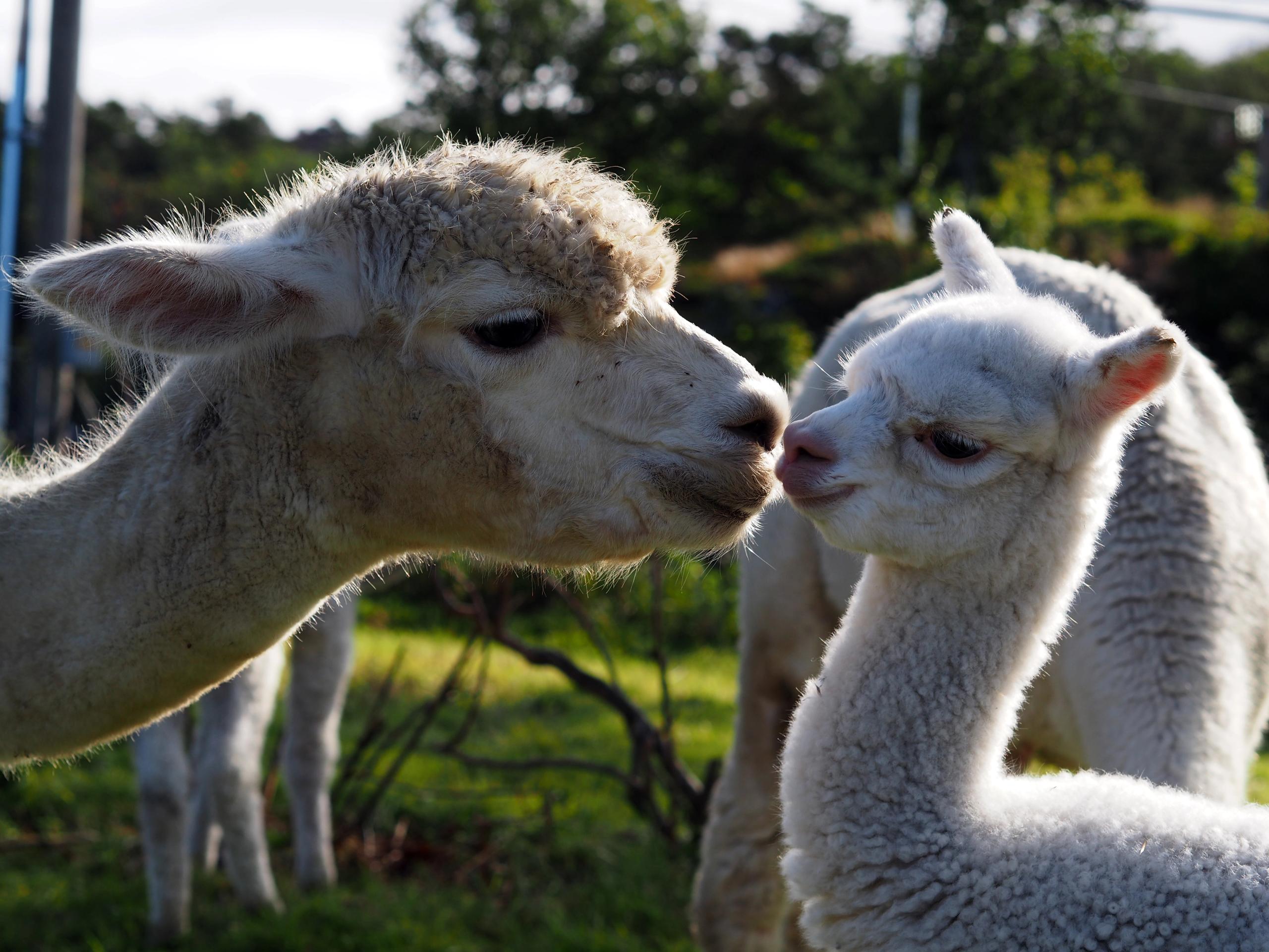 Alpaca walk at Midt-Tjore Farm
