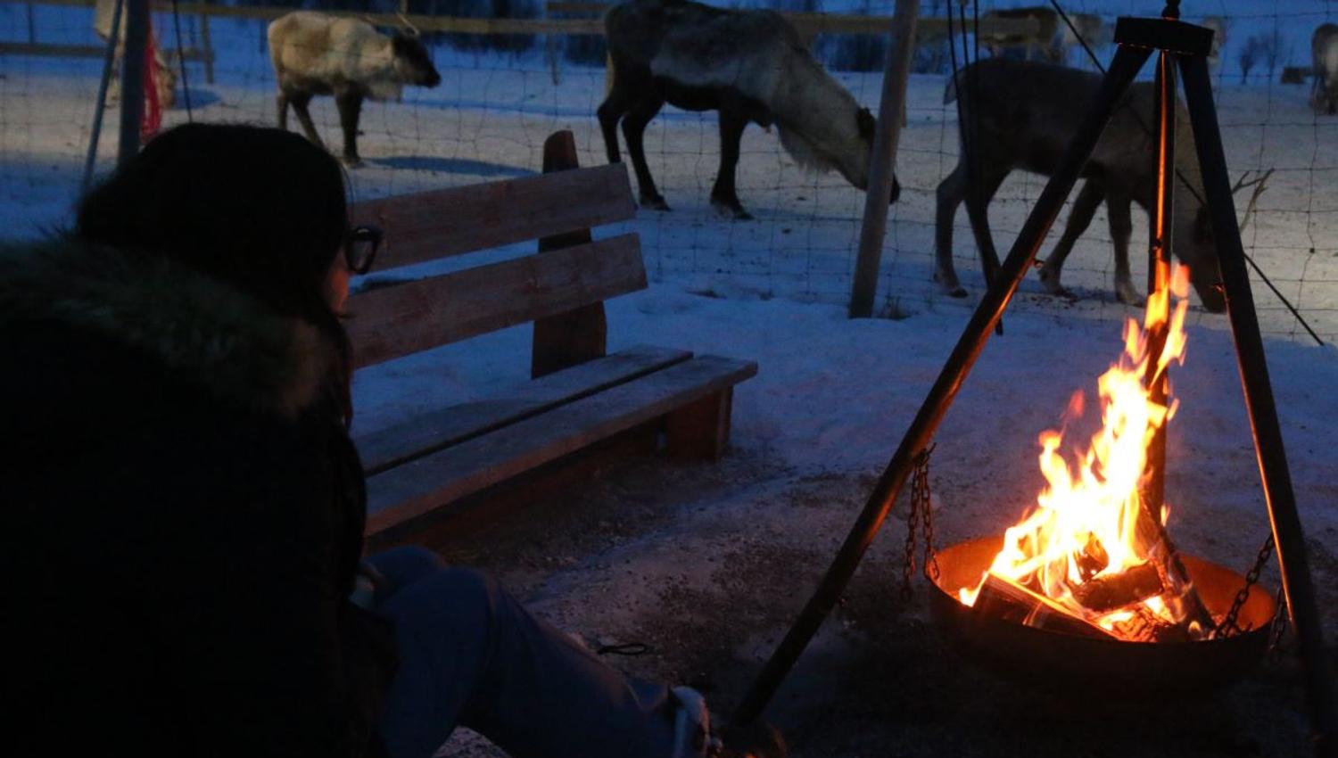 Person ved bål i snødekt landskap med reinsdyr i bakgrunnen.