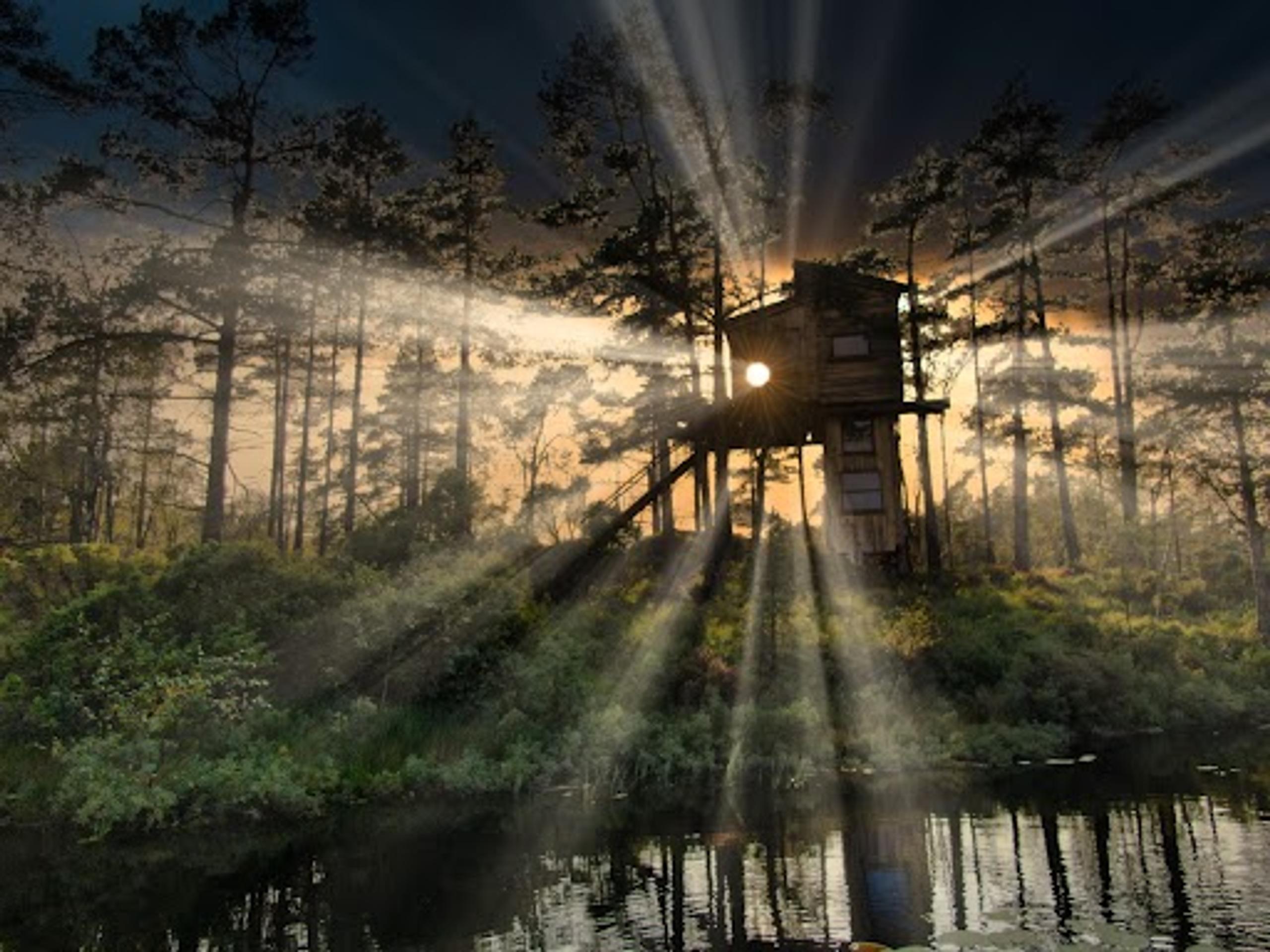 Fiddan Treetop