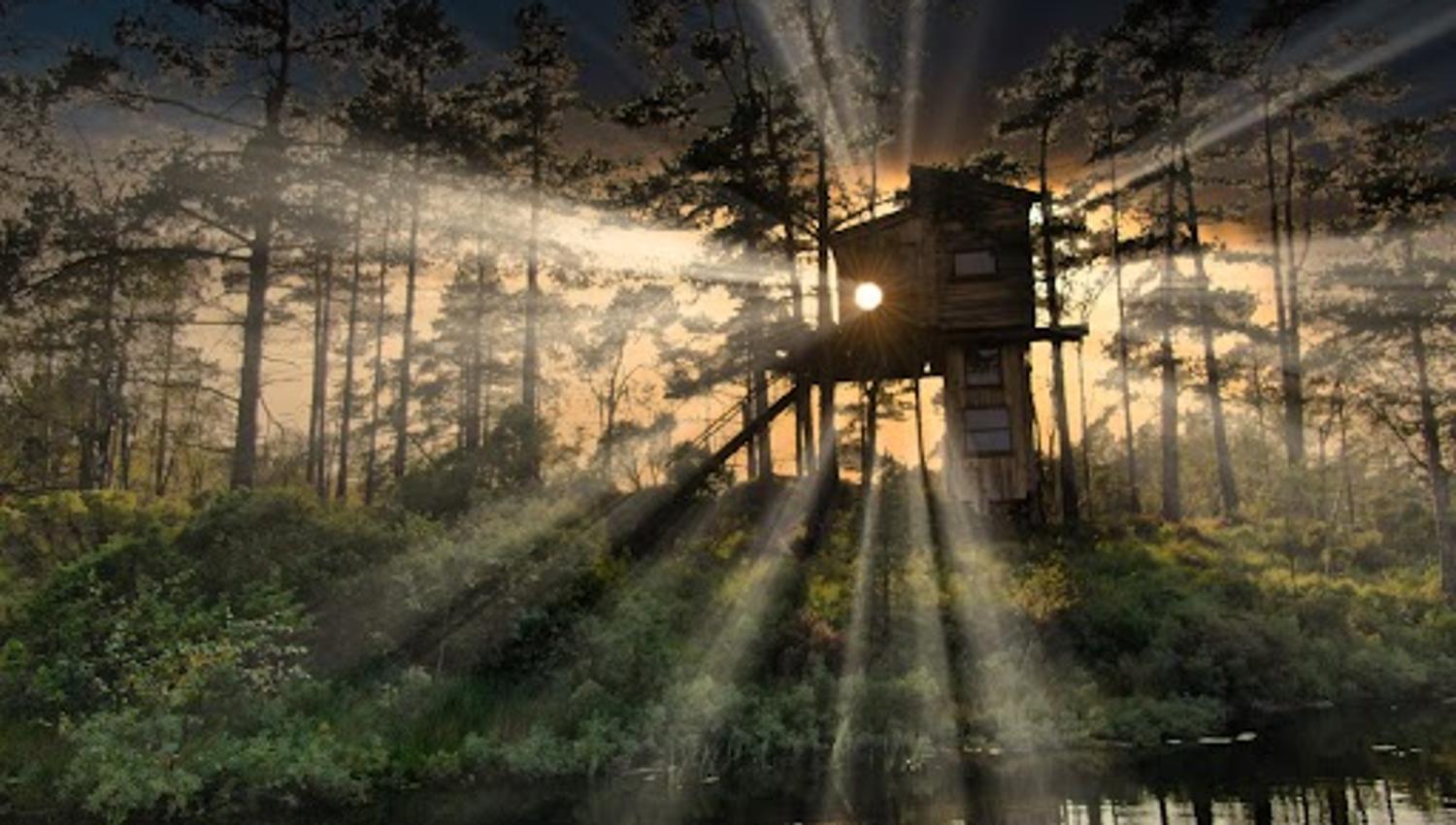 Fiddan Treetop