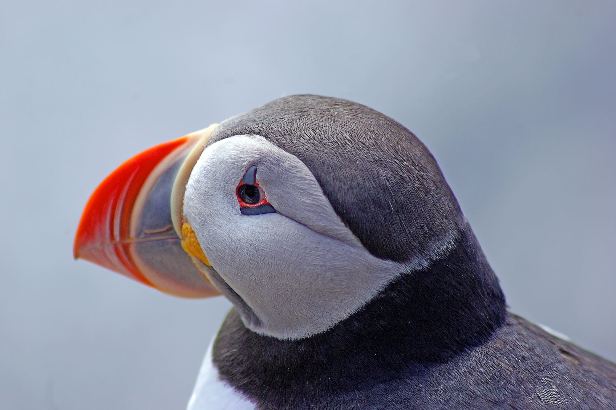 Lovund and the puffin