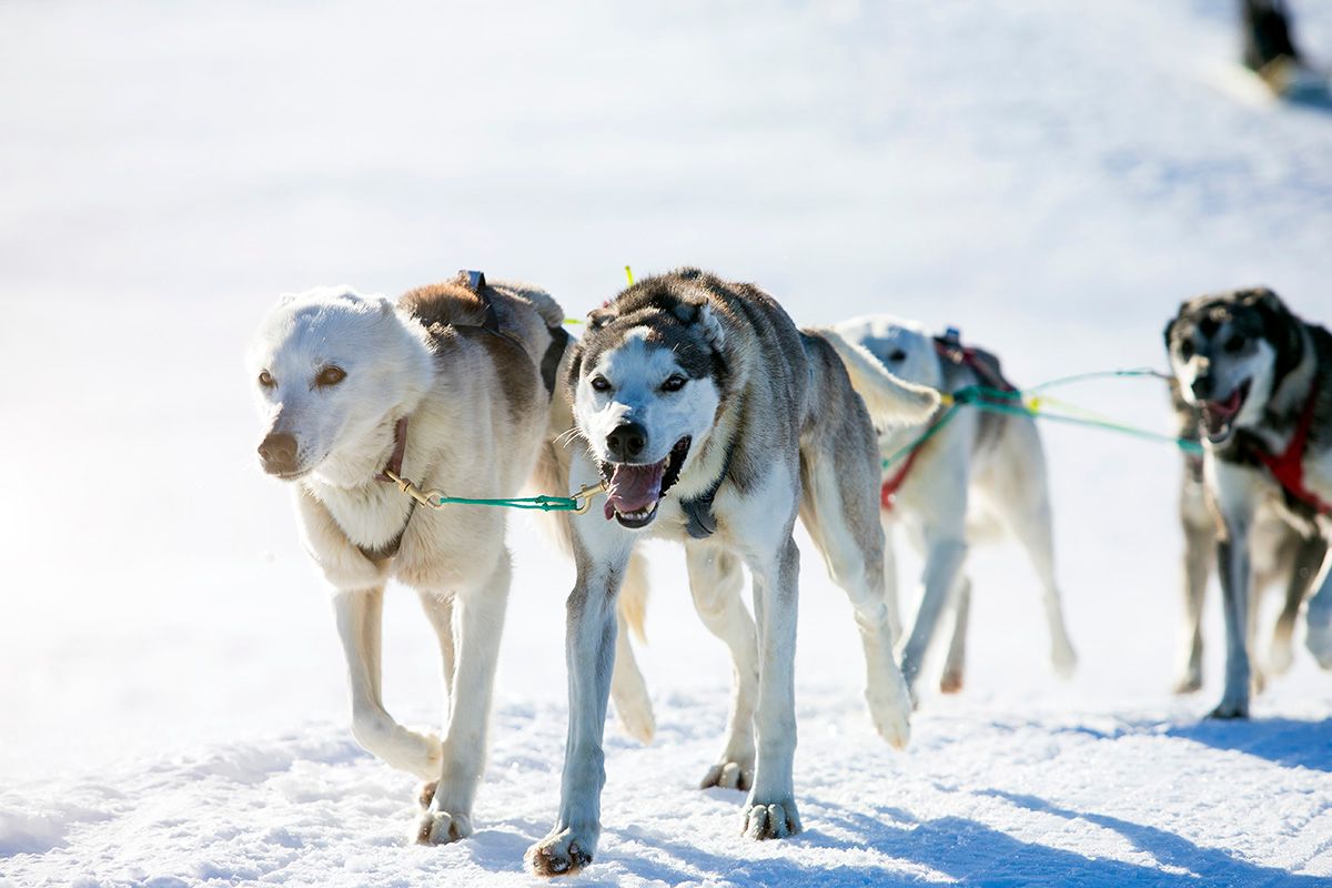 hundesledetur med Haukeli Husky