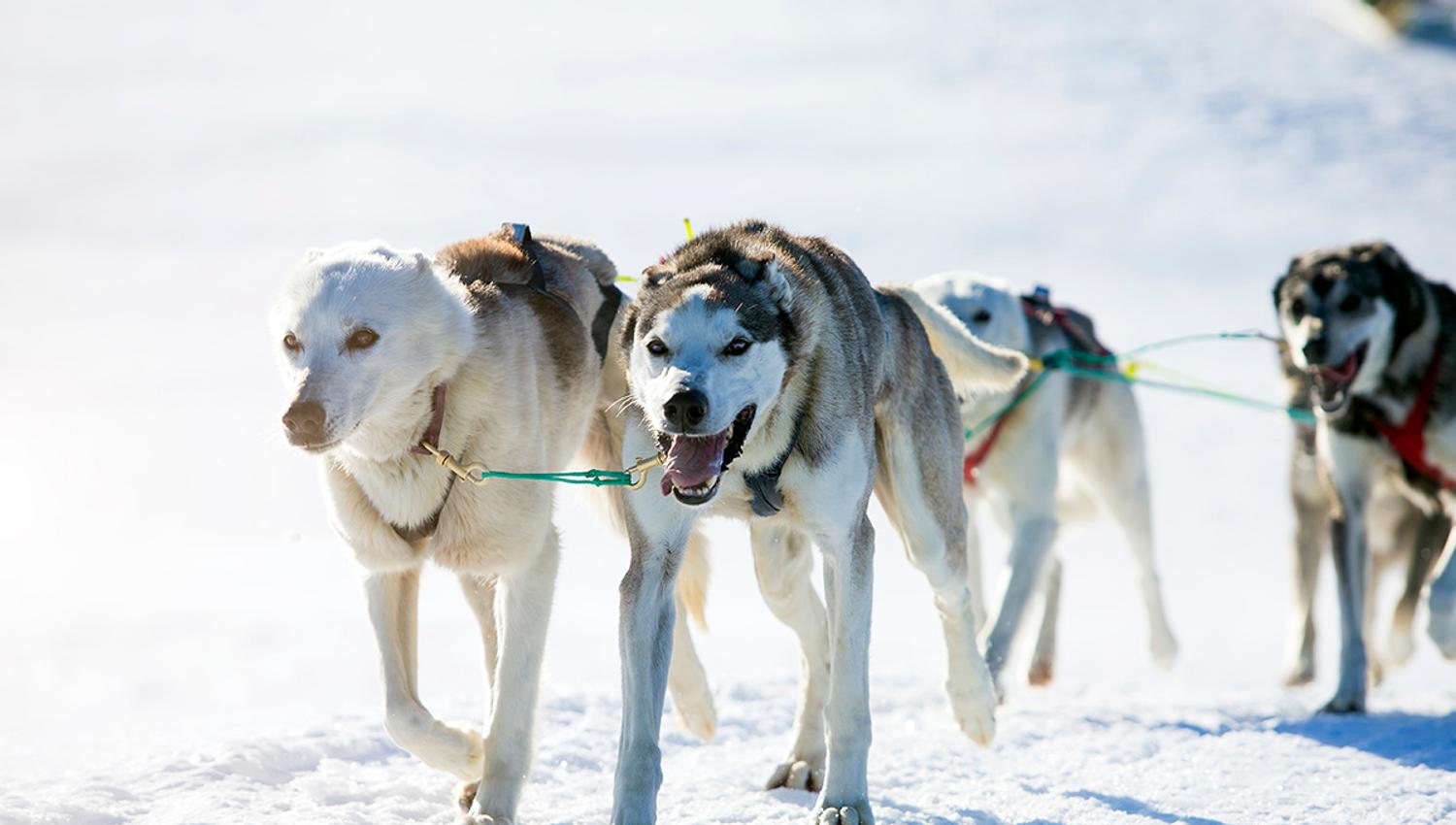 hundesledetur med Haukeli Husky