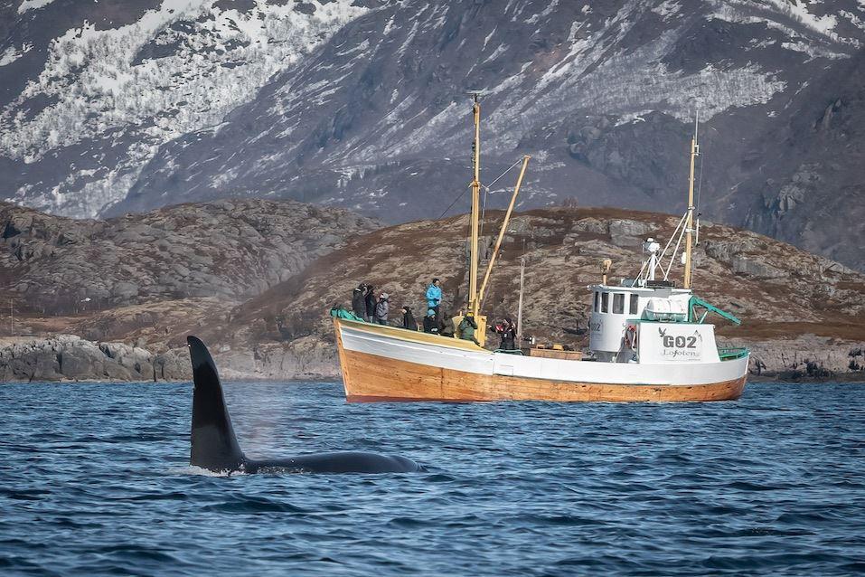 Lofoten Fishing Trip - Go2Lofoten
