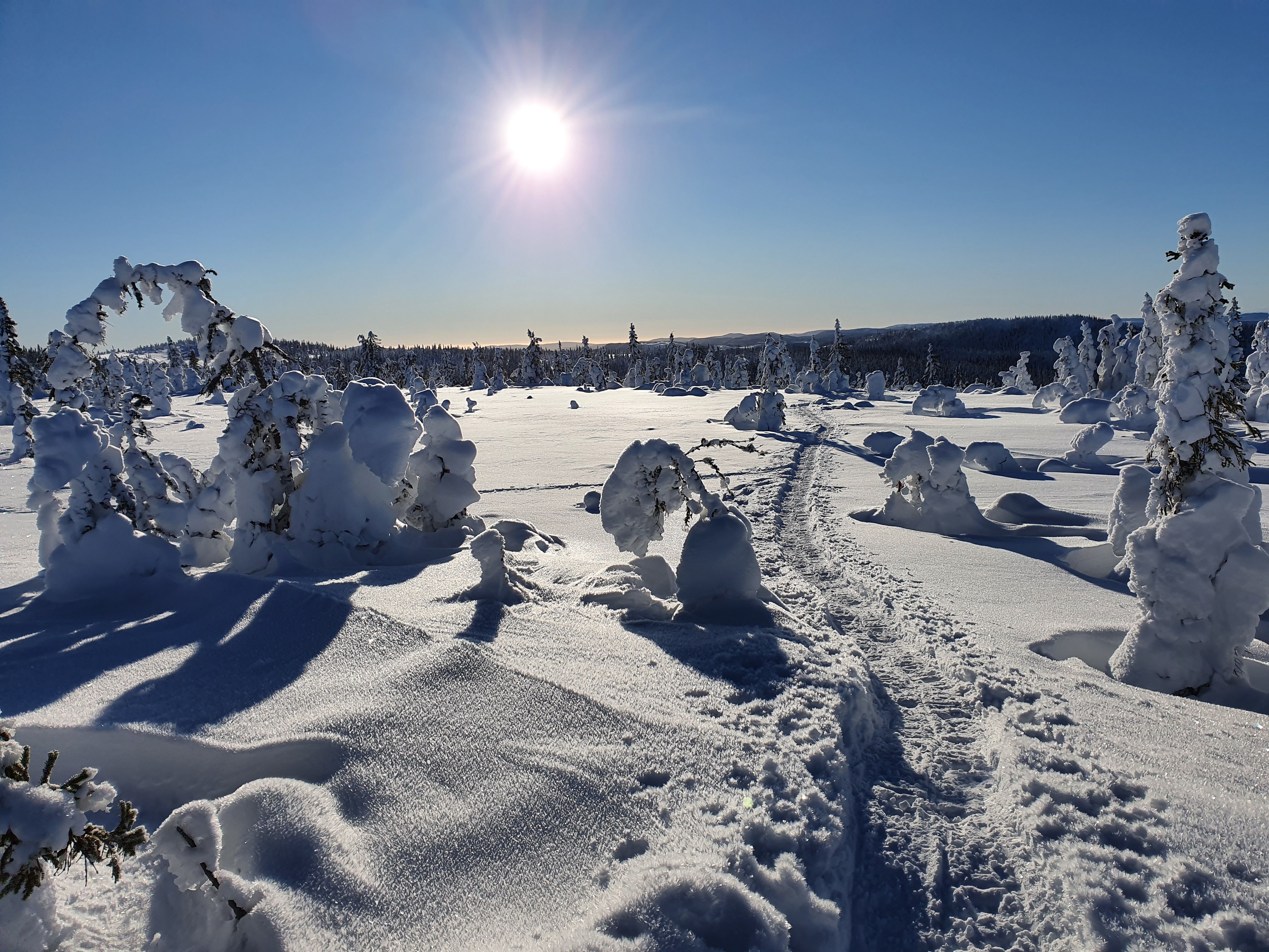 Trugespor fra Oksbakken på Totenåsen