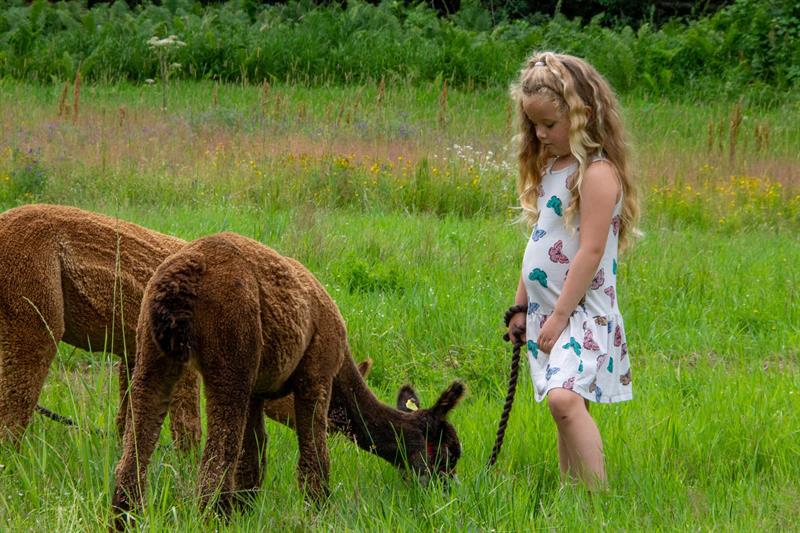 Girl with two alpacas