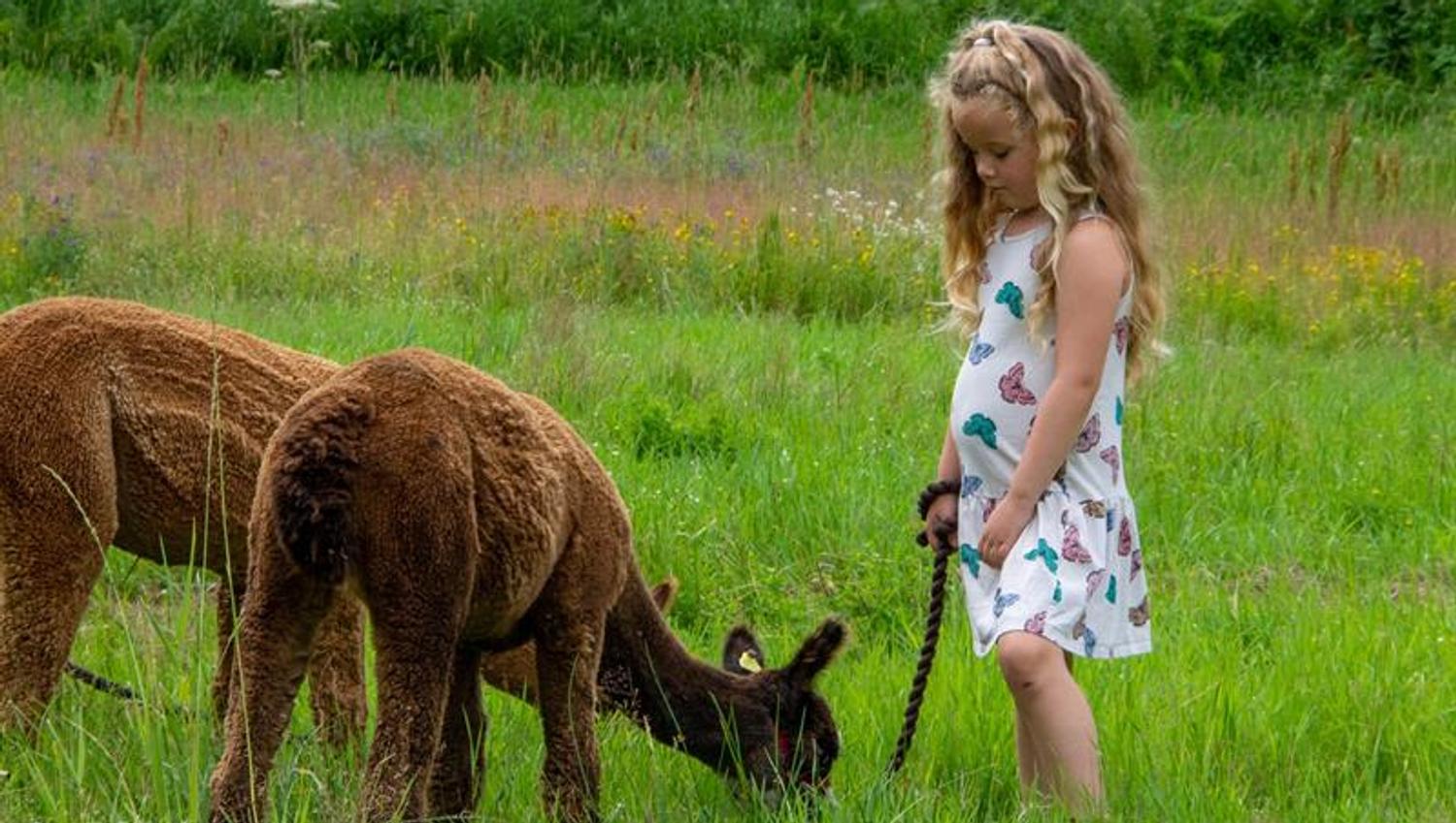 Girl with two alpacas