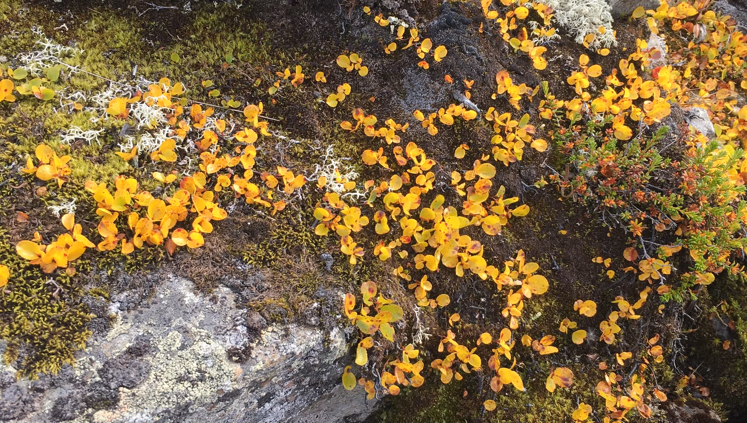 Close-up of alpine vegetation with yellow leaves and moss on Hardangervidda.
