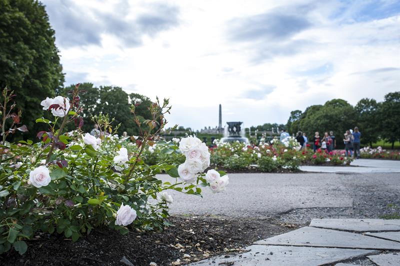flowers in the flower beds