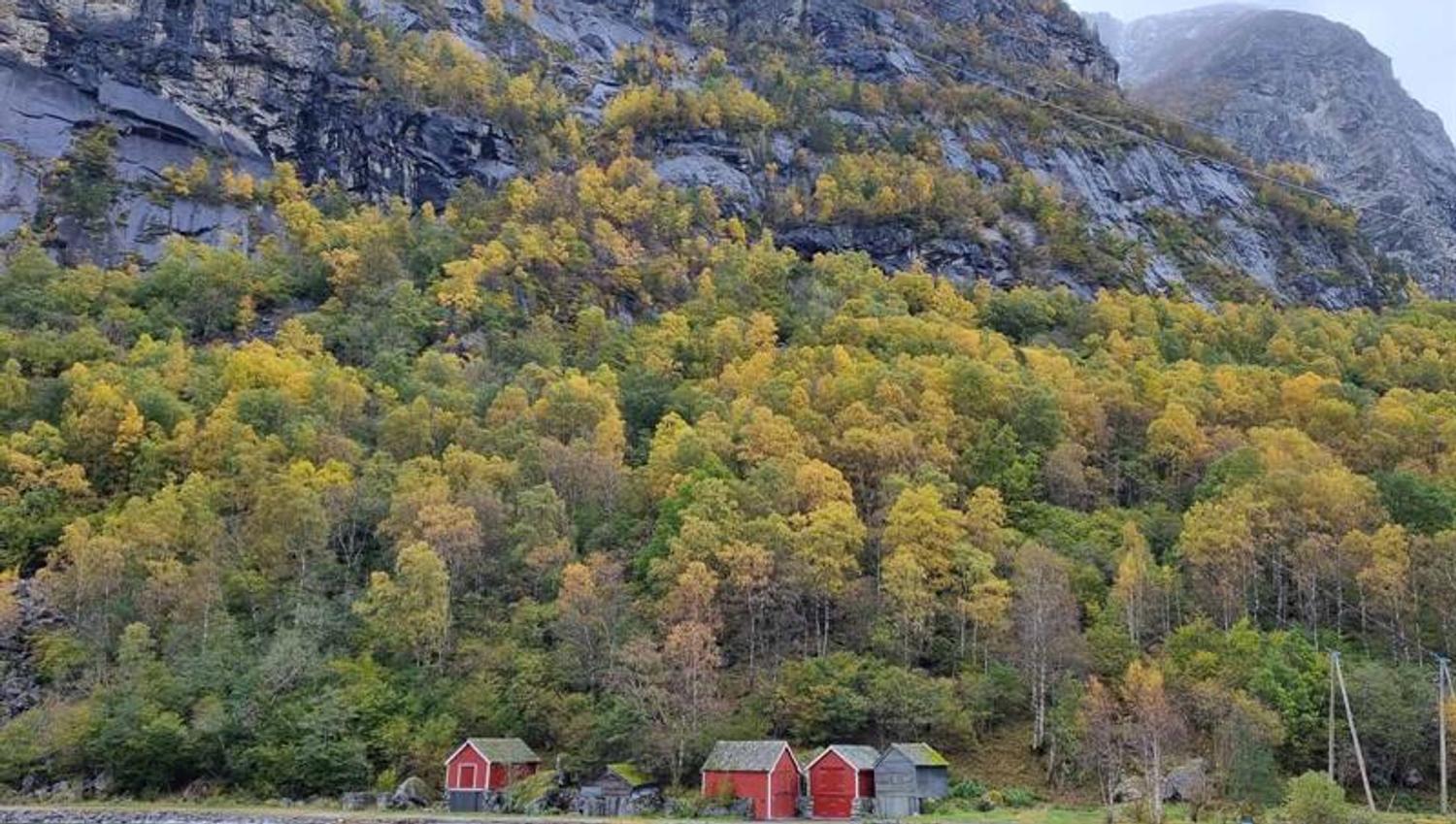 Raude naust ved fjordkanten under gule haustlauv og grå fjellvegg ved Hardangerfjorden.