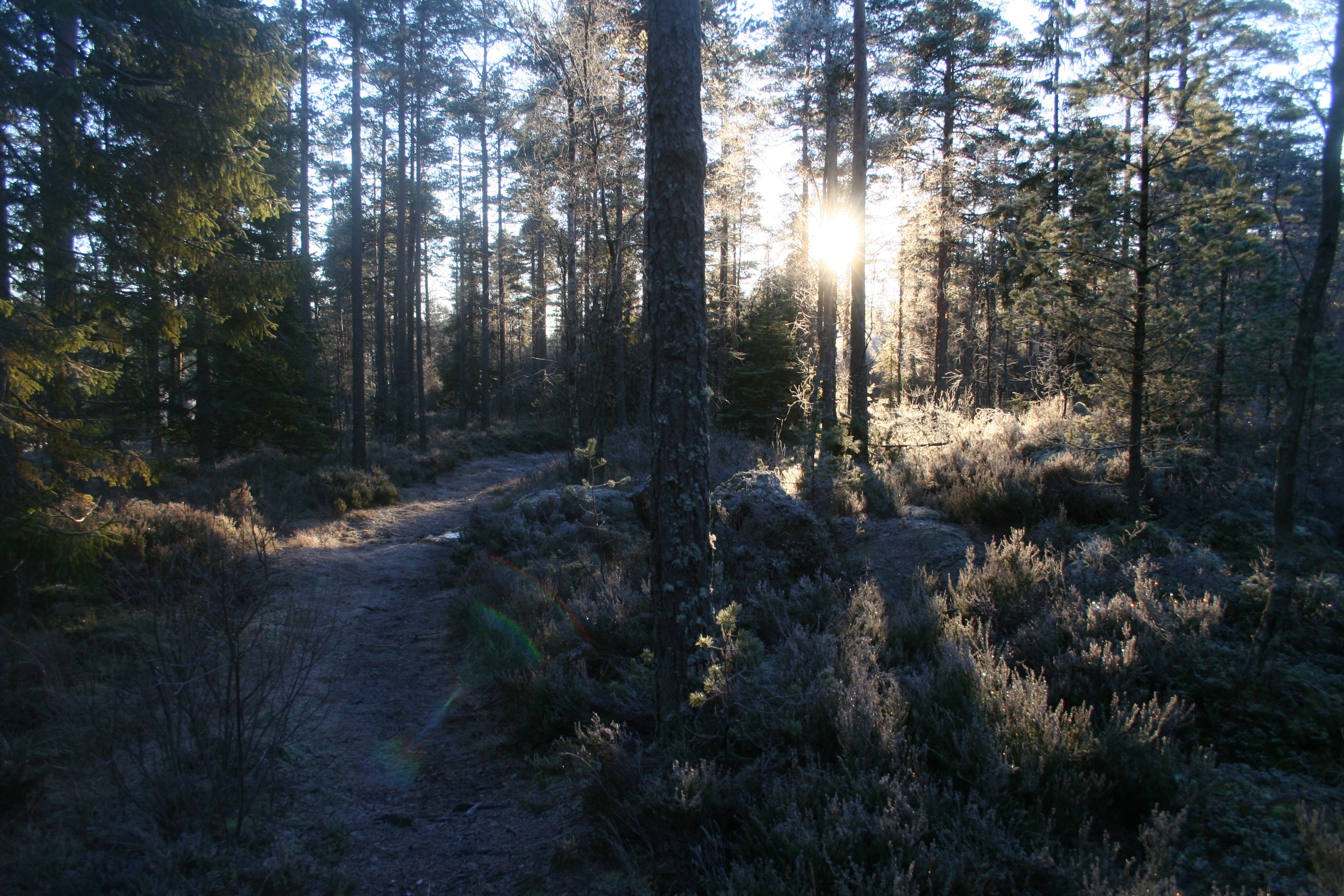 Tur i skogen