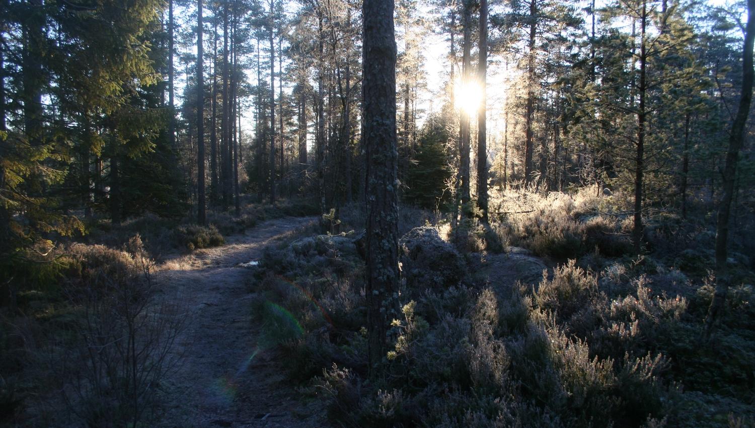 Tur i skogen