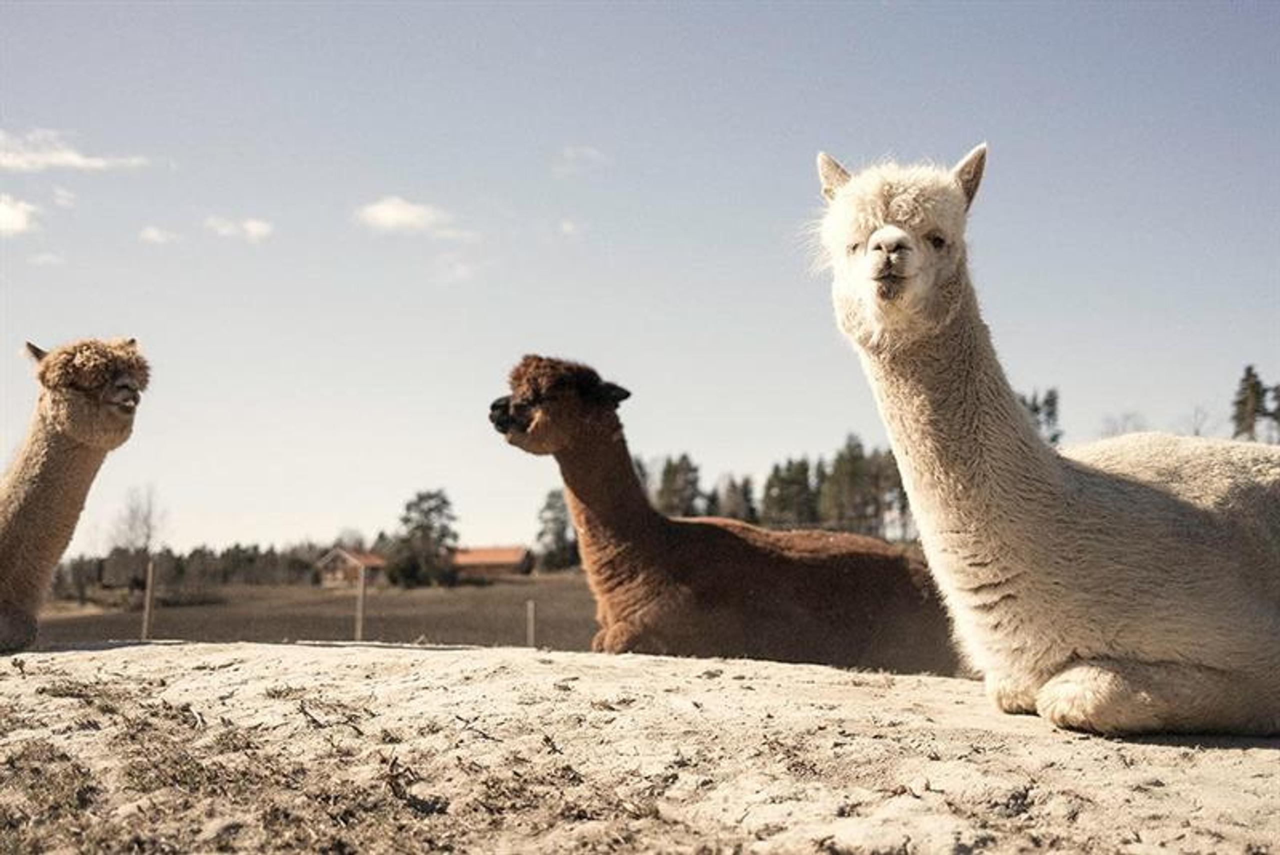 Three alpaccas