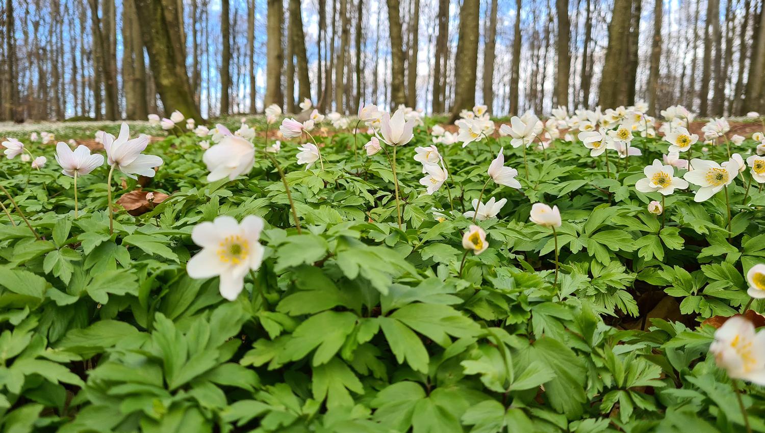 Flowers in the beech forest