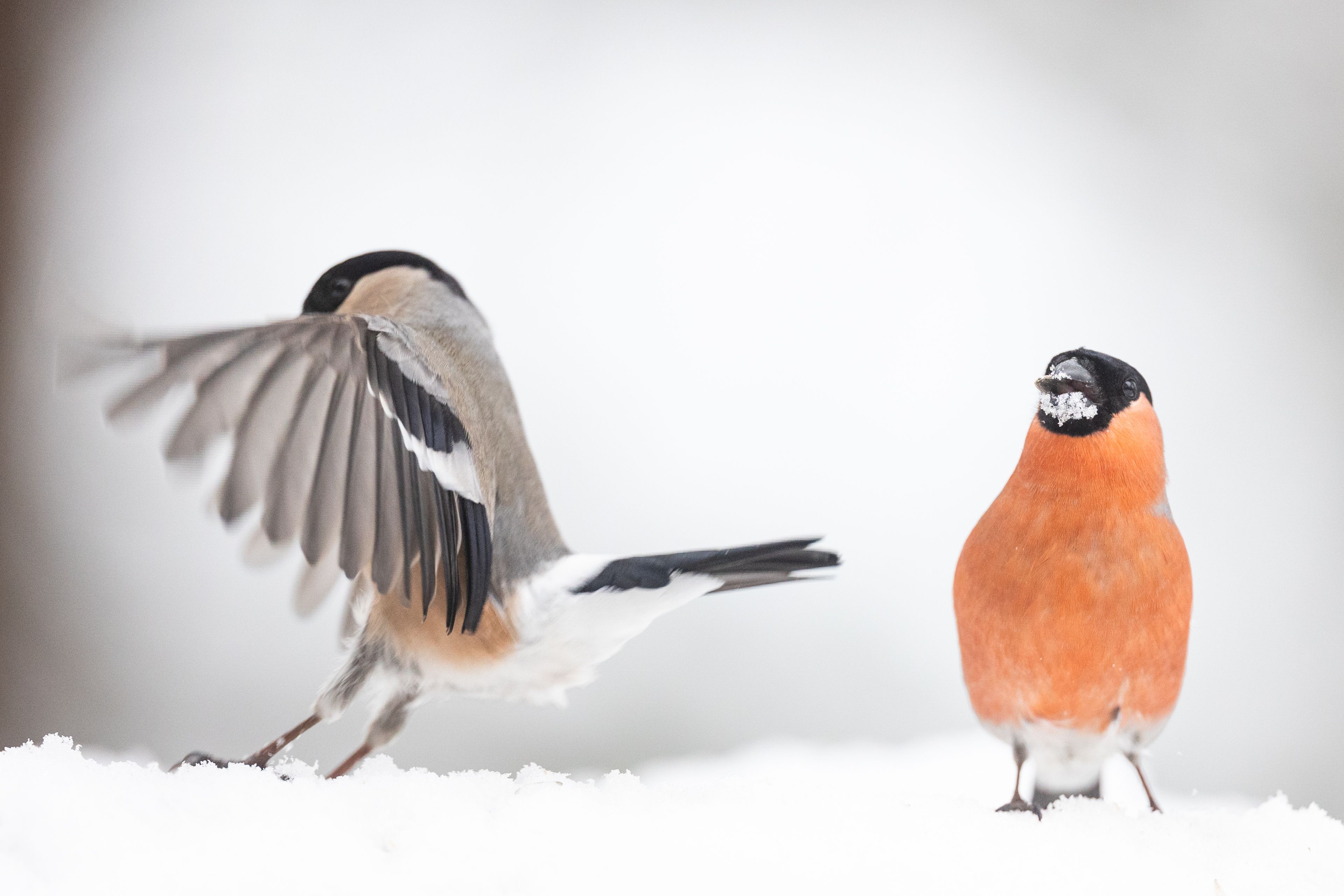 Two bullfinches on the snow.