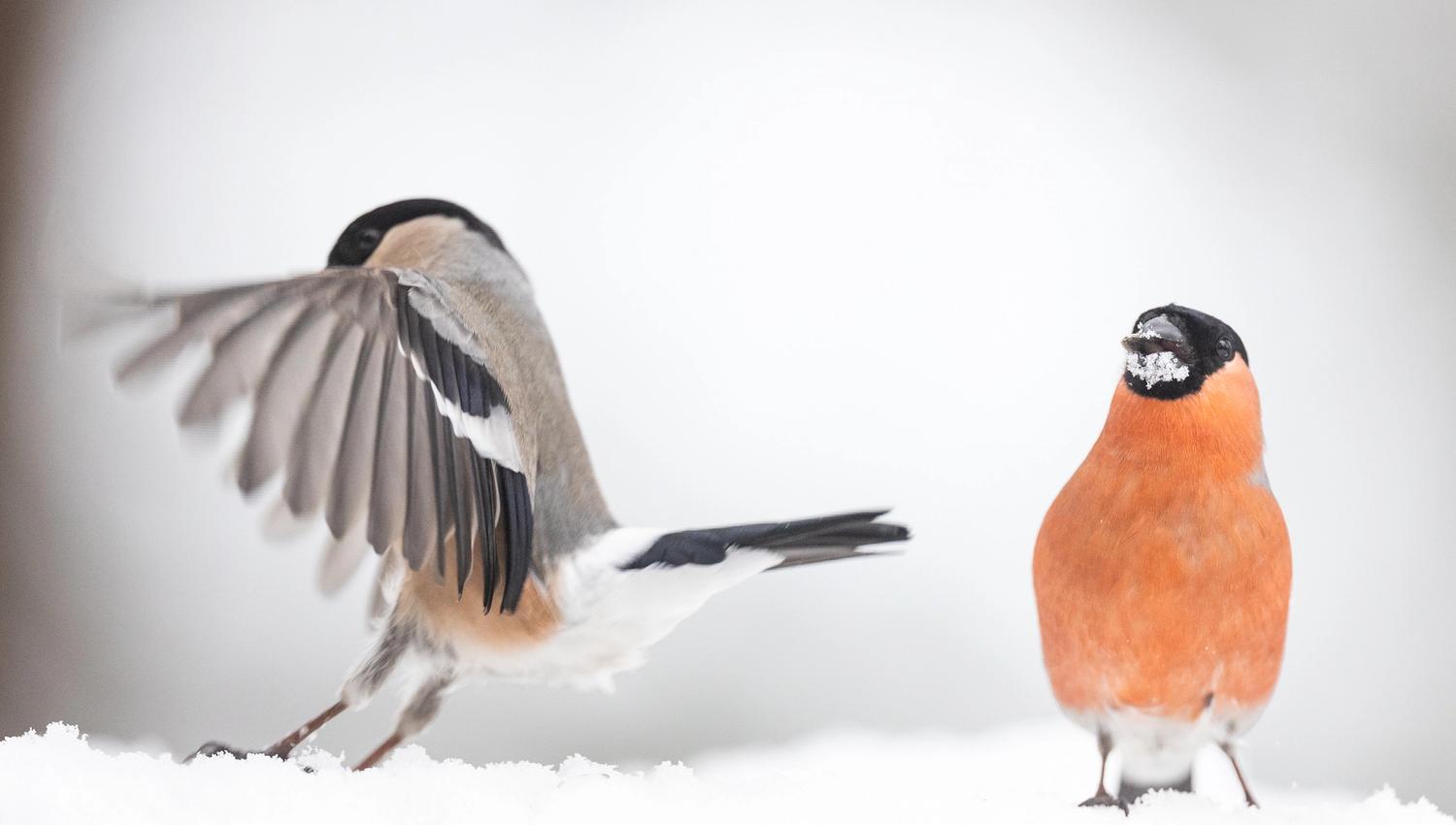 Two bullfinches on the snow.
