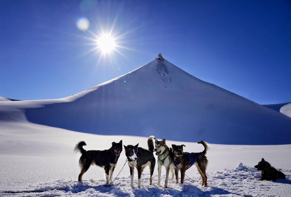 A small pack of dogs enjoying the sun in a snowy landscape