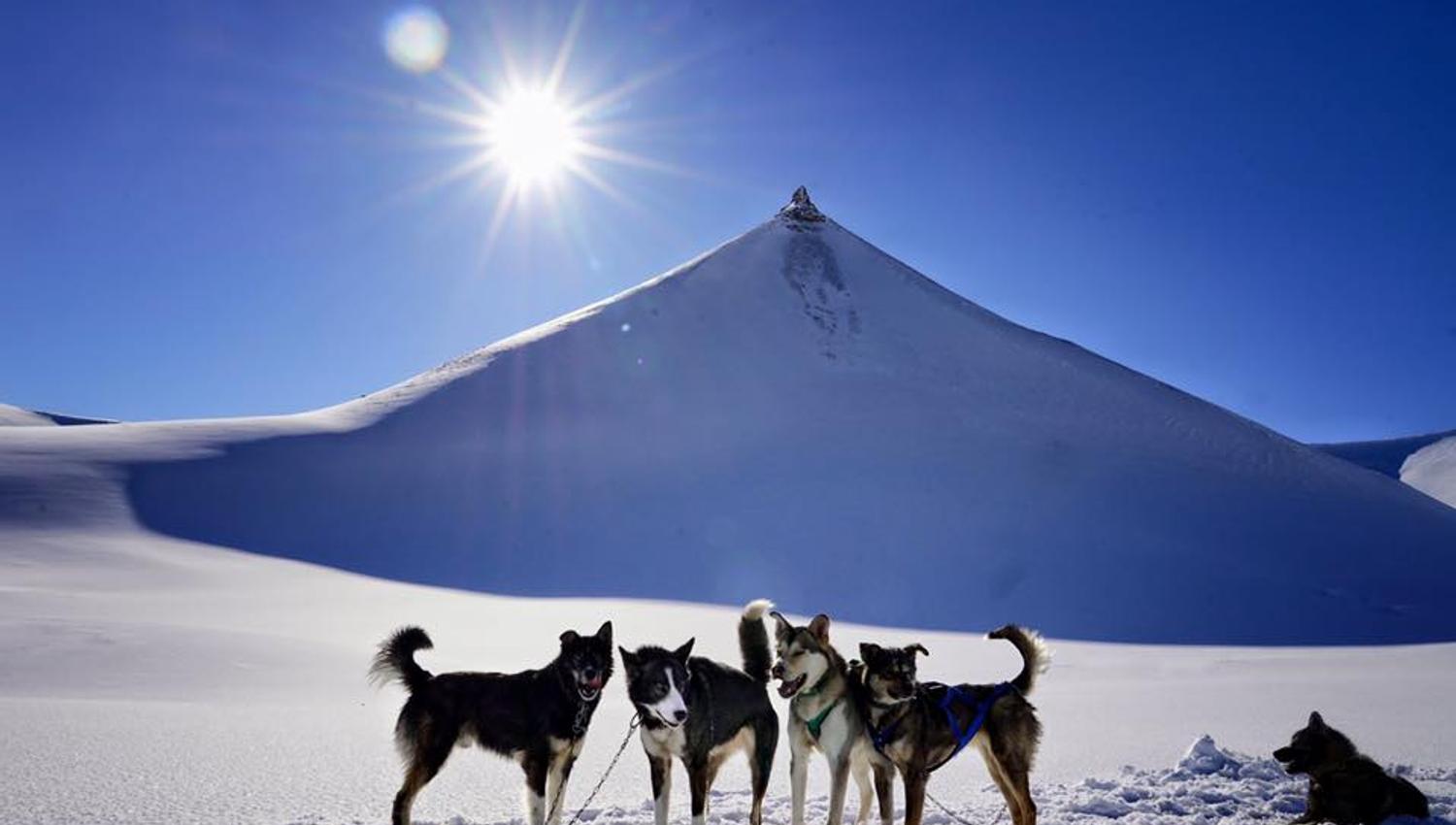 A small pack of dogs enjoying the sun in a snowy landscape
