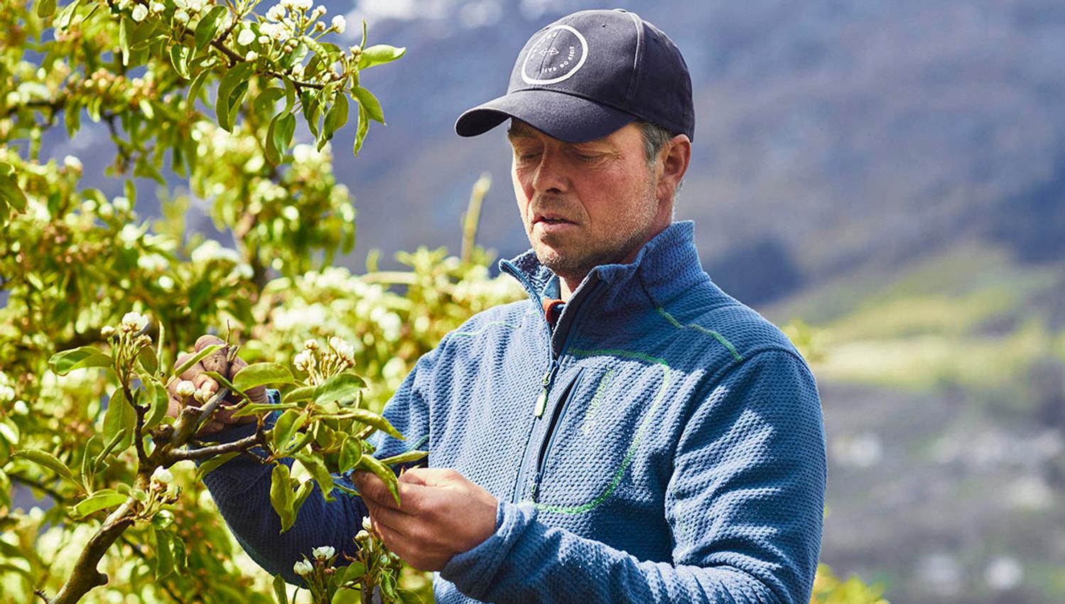 Farmer working among the fruit trees at Helleland Gard.