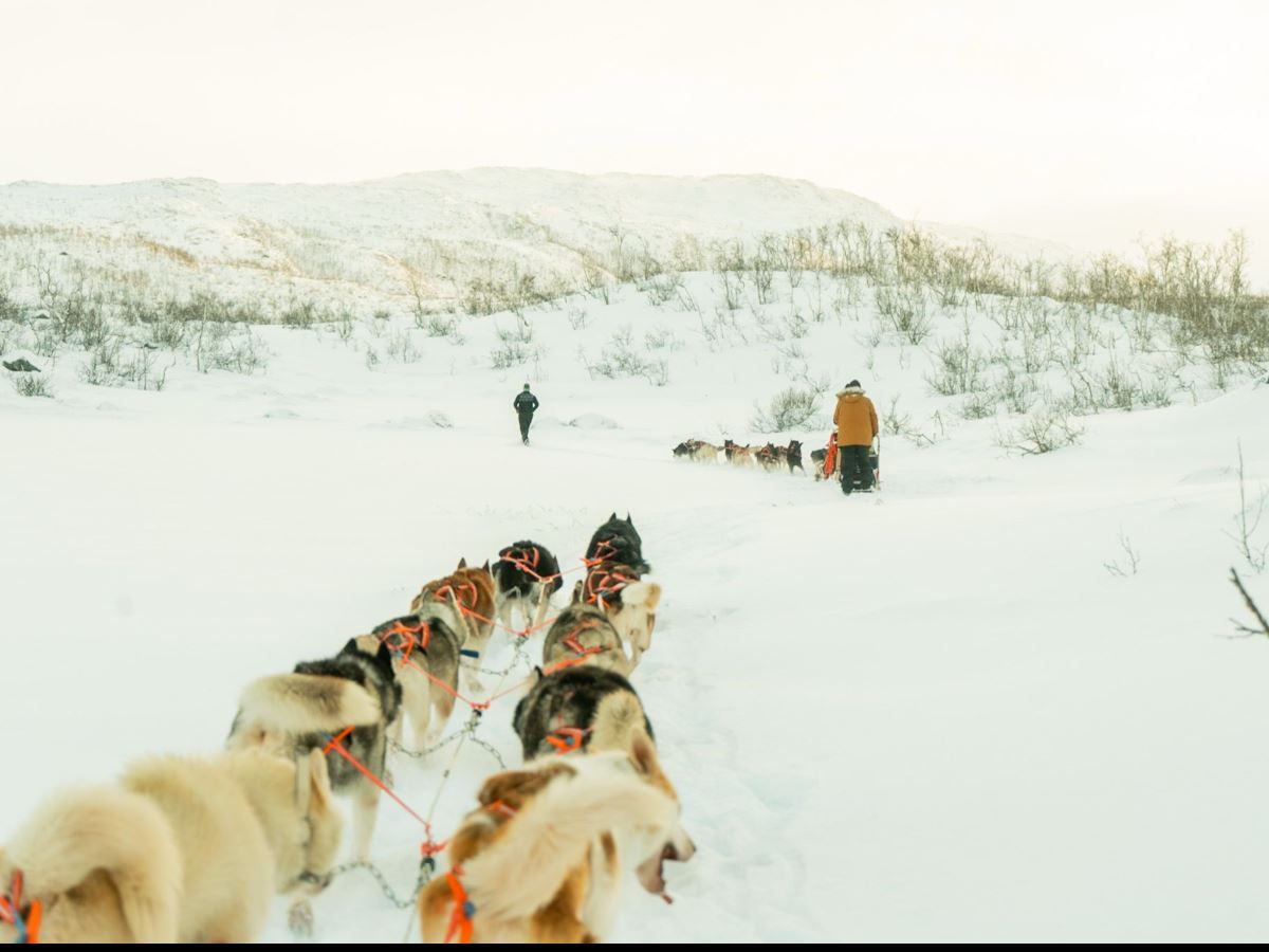Dog sled team travelling through the open winter landscape on Kvaløya