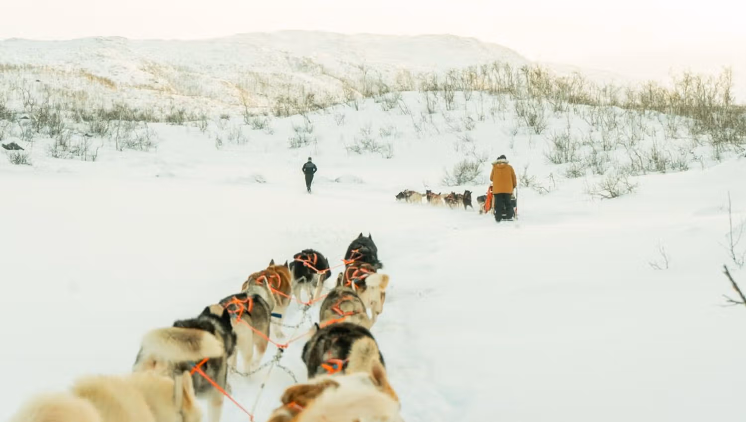 Dog sled team travelling through the open winter landscape on Kvaløya