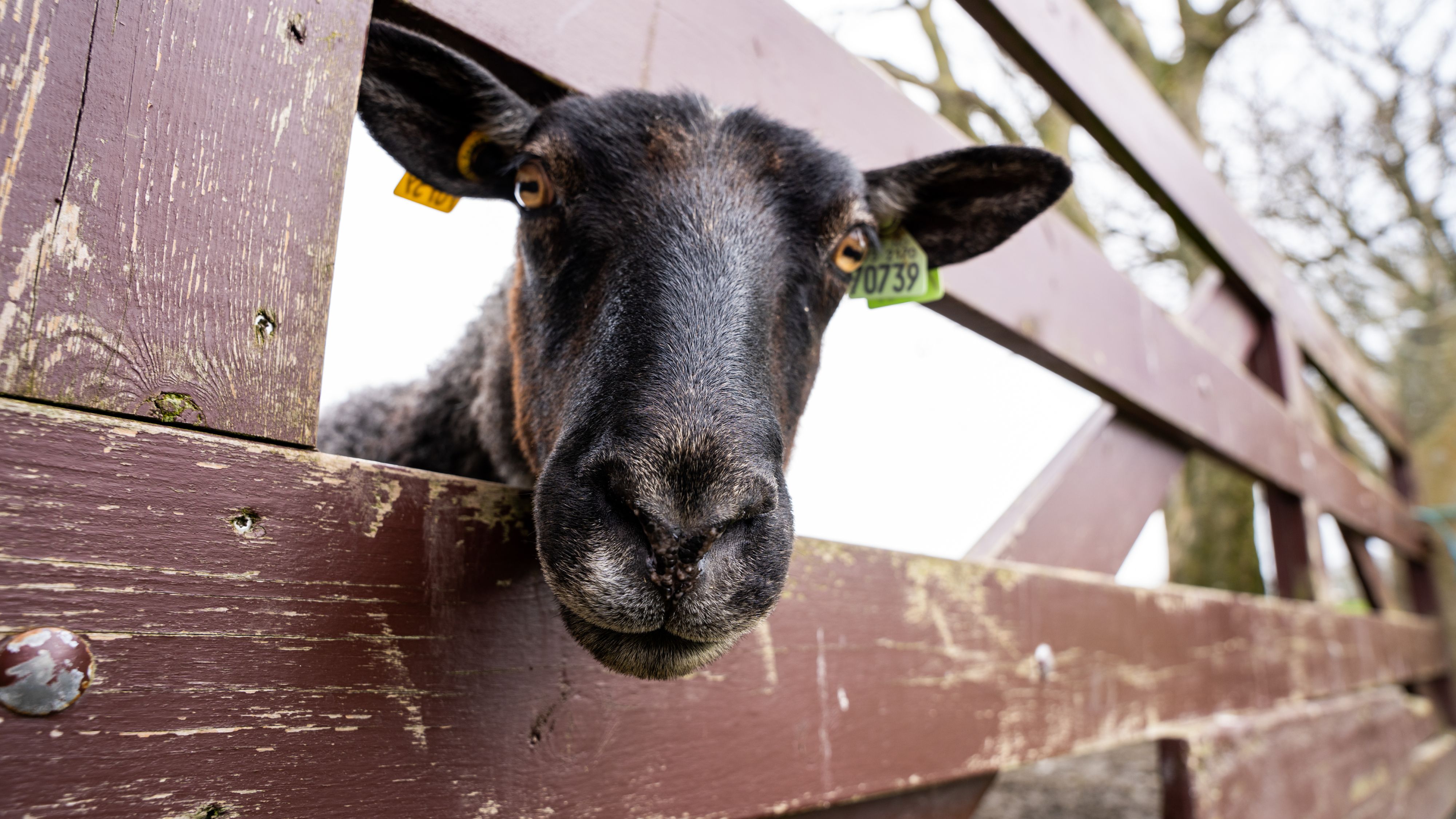 Sau på Klostergarden på Mosterøy, Vestlandet, Norge.