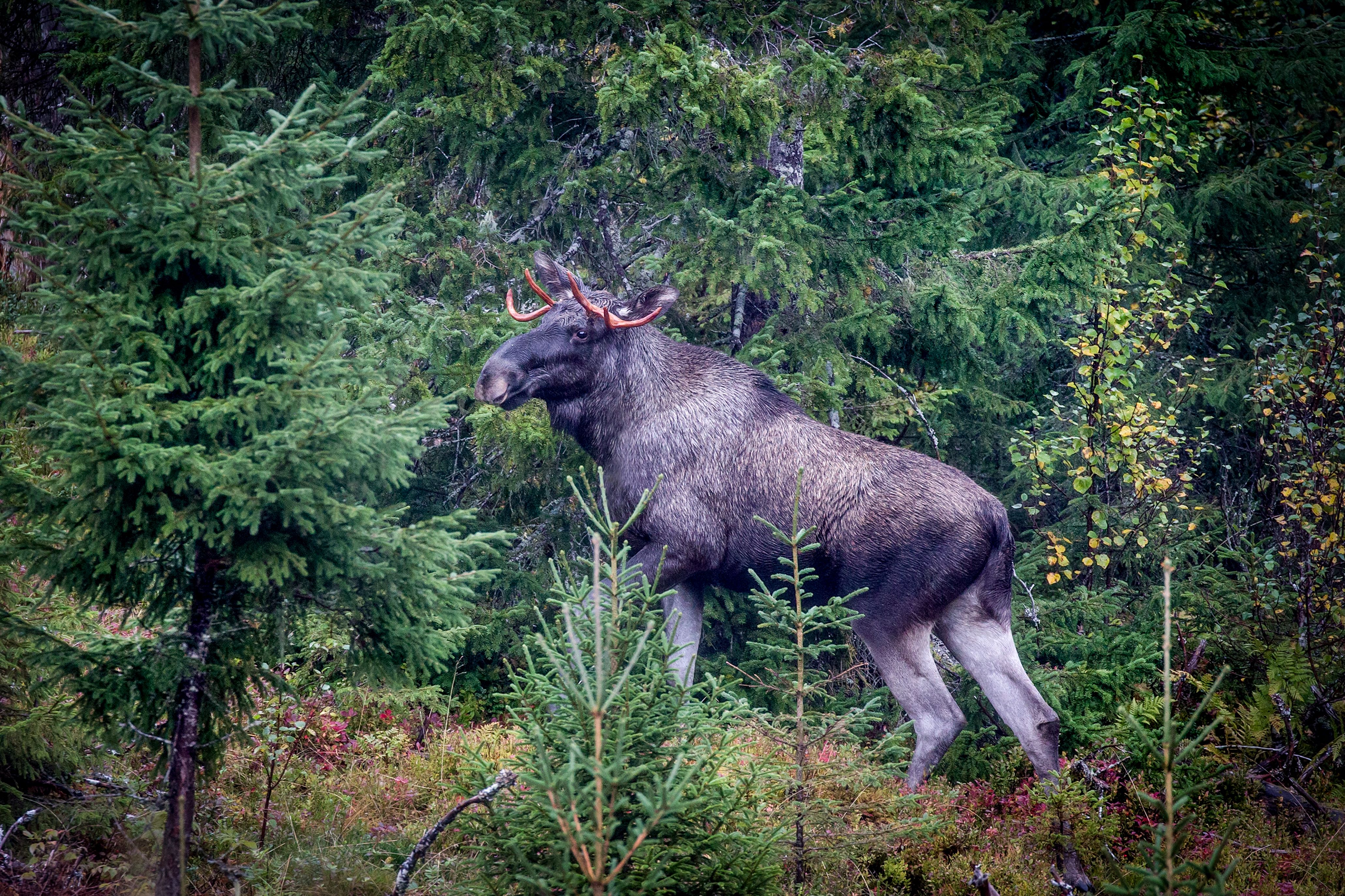 En elg i skogen