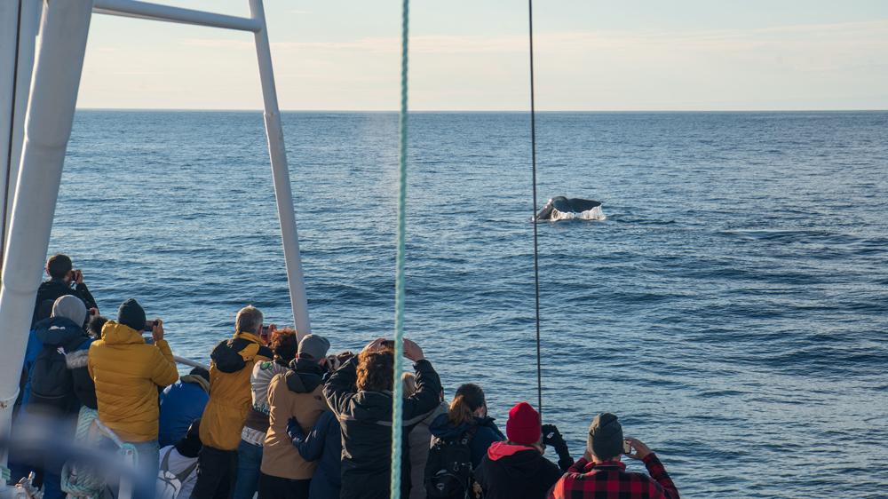 Turister ser på en hval