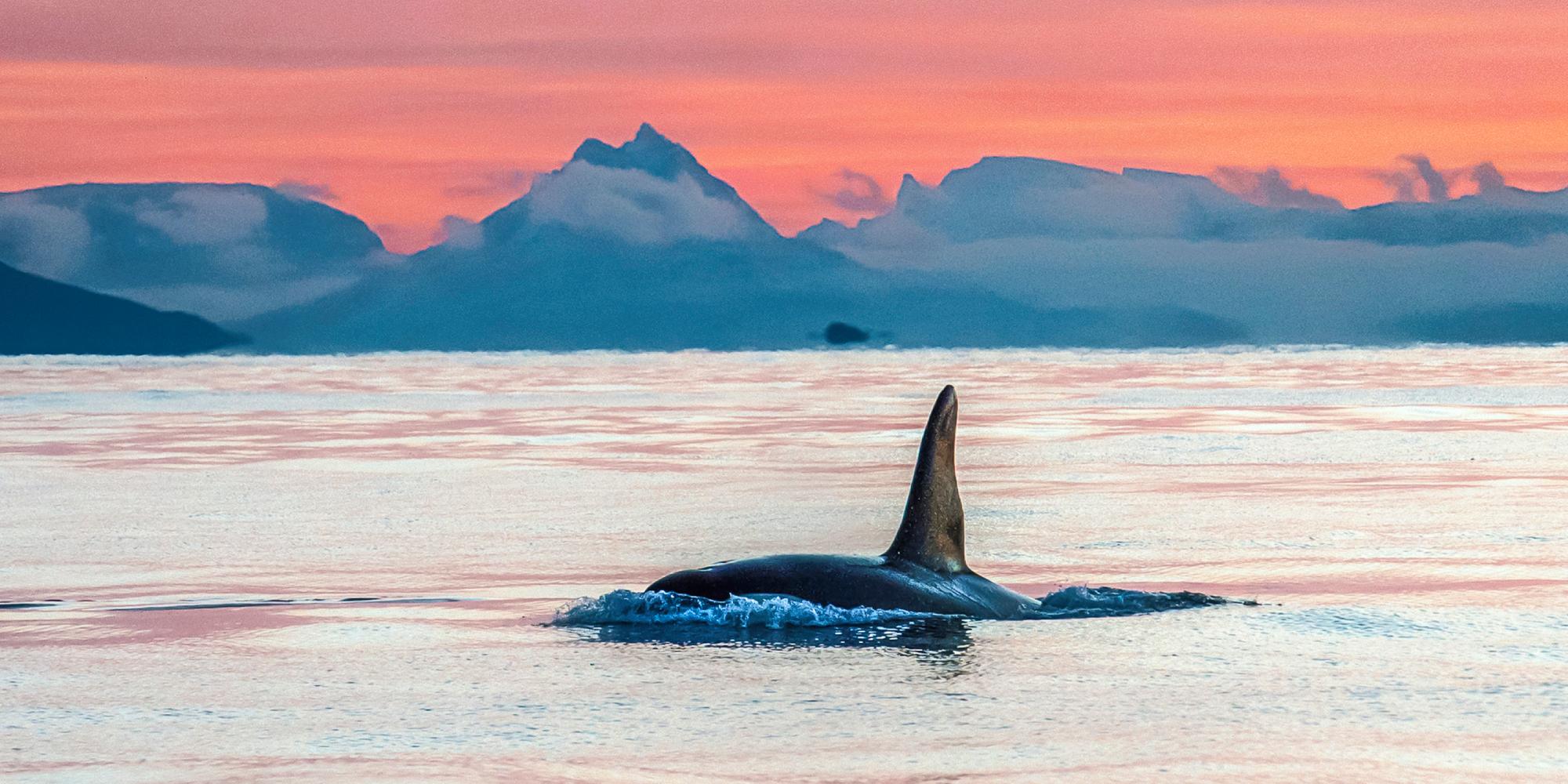 Hvalsafari i Vesterålen, Nord-Norge