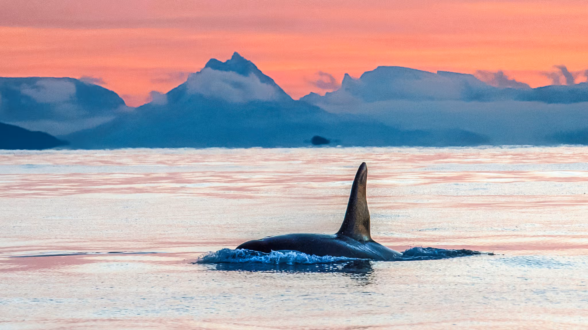 Whale safari in Vesterålen, Northern Norway
