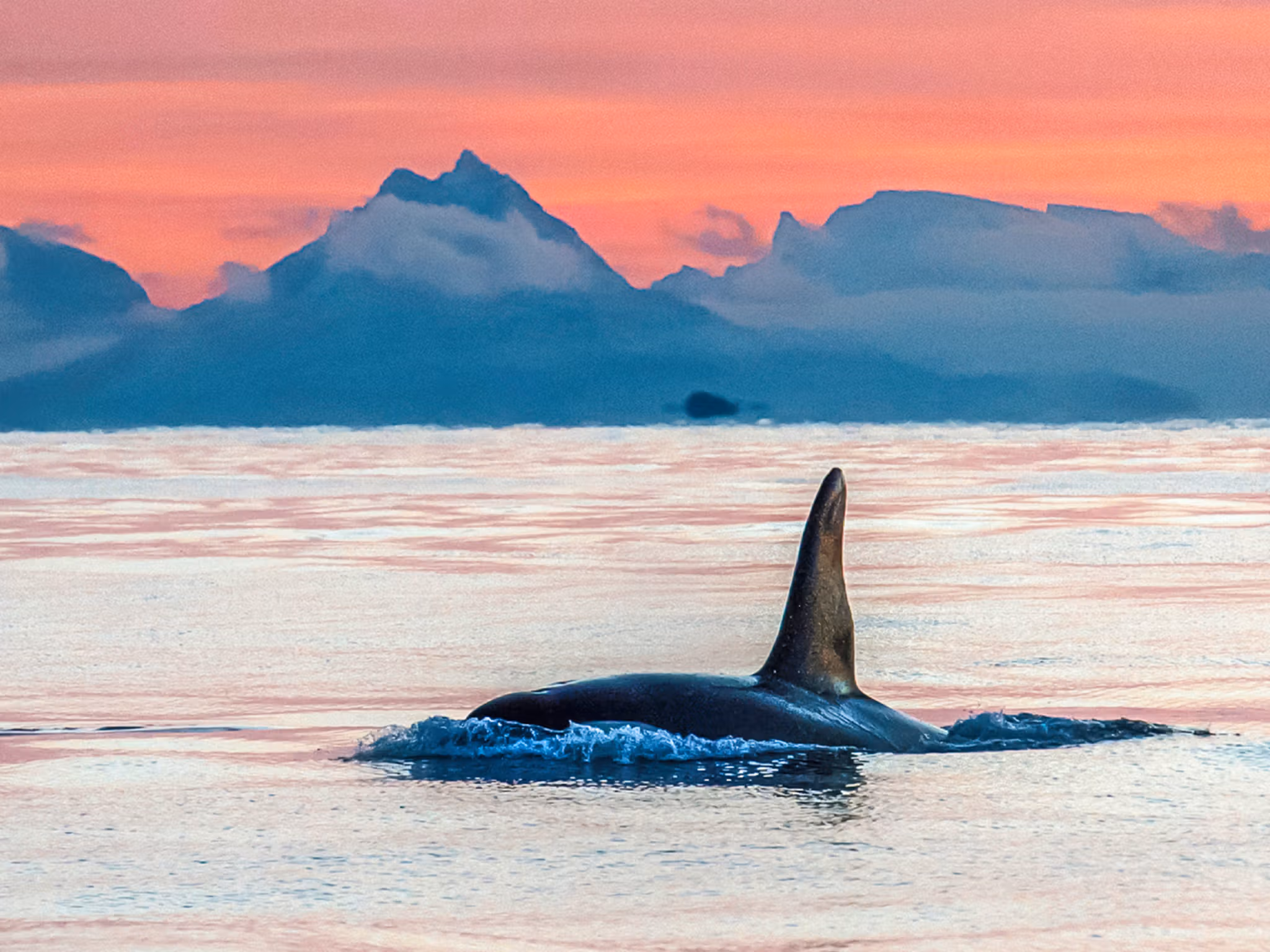 Whale safari in Vesterålen, Northern Norway