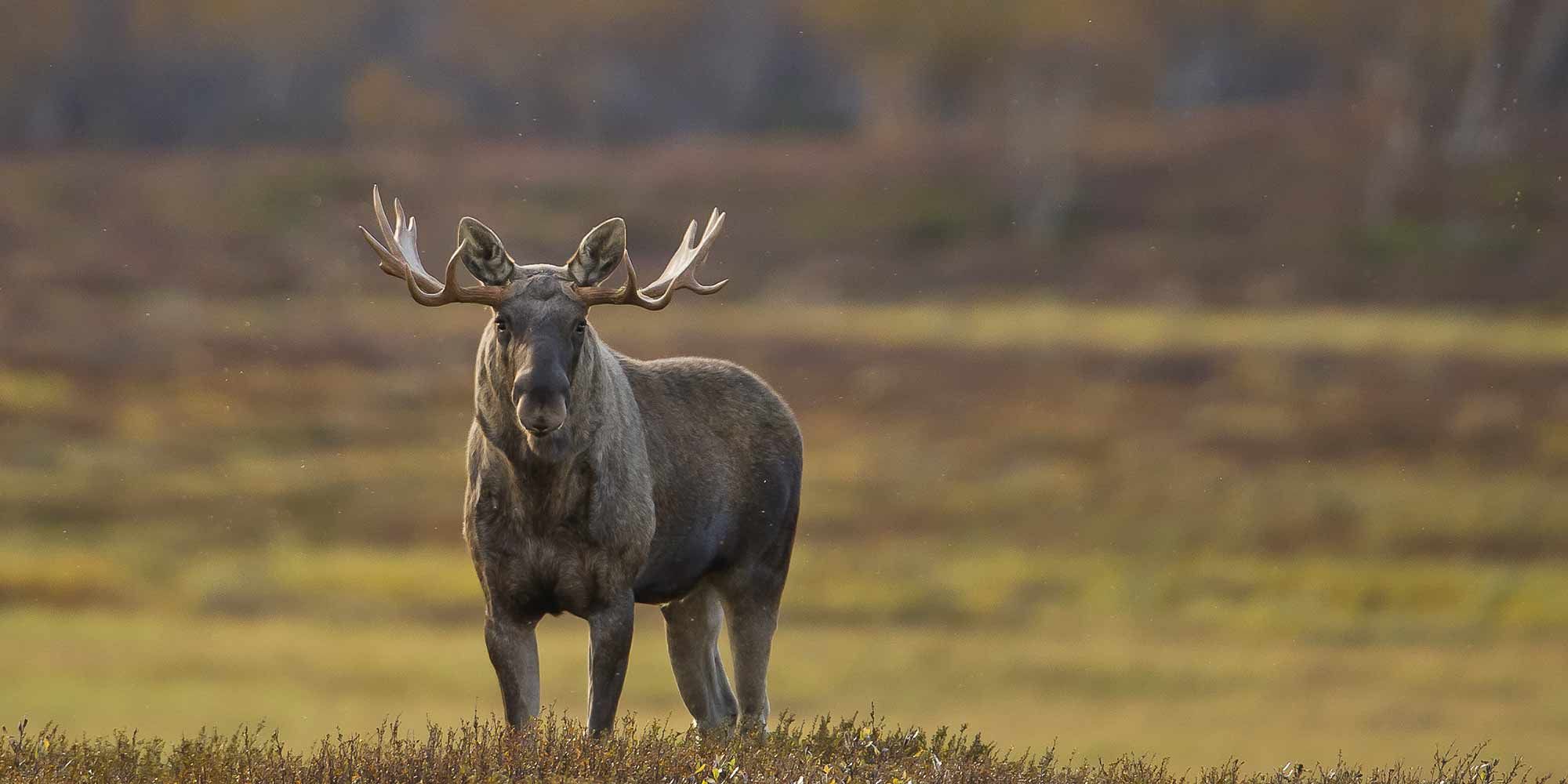 Ein Elchochse in Rondane, Ostnorwegen