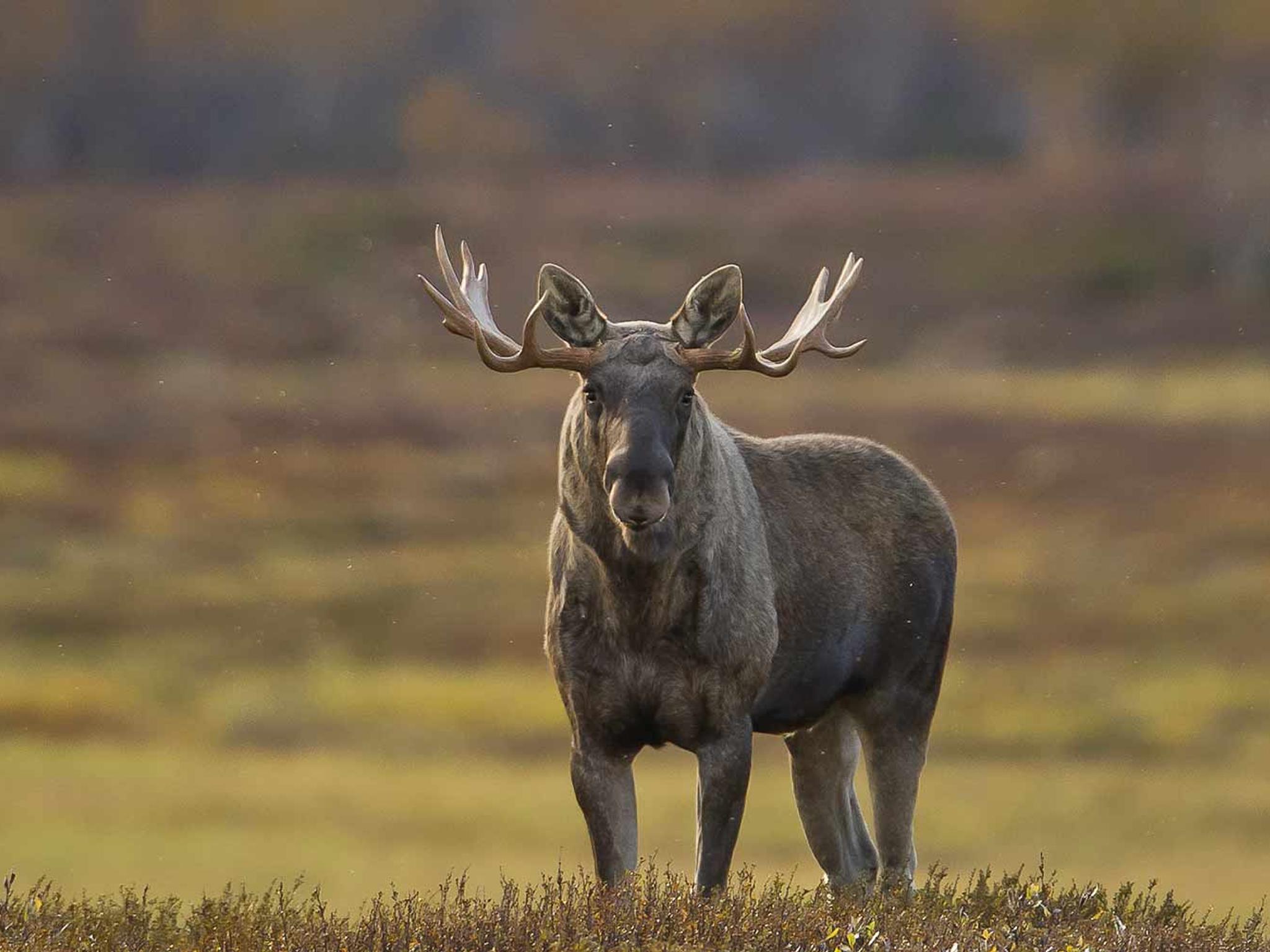 A moose ox in Rondane, Eastern Norway