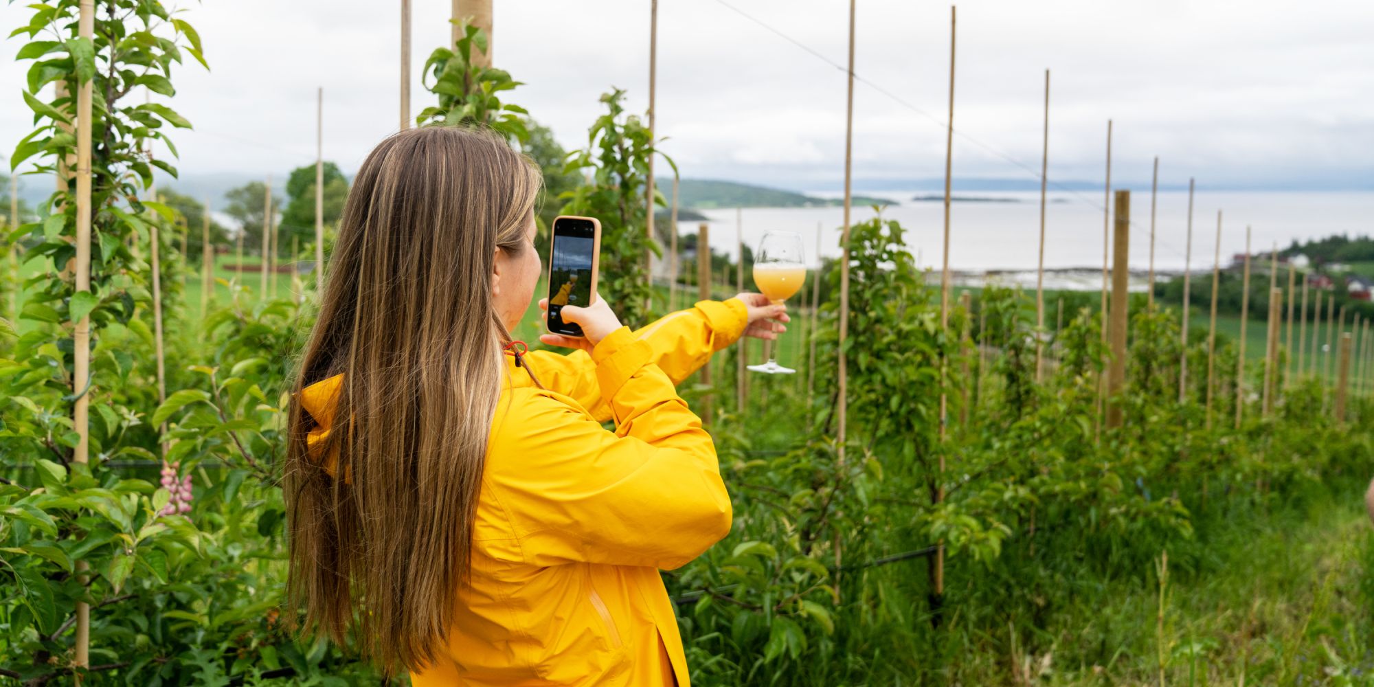 En kvinne nyter et glass eplemost på verdens nordligste kommersielle eplegård, Inderøy Mosteri, på Inderøy.