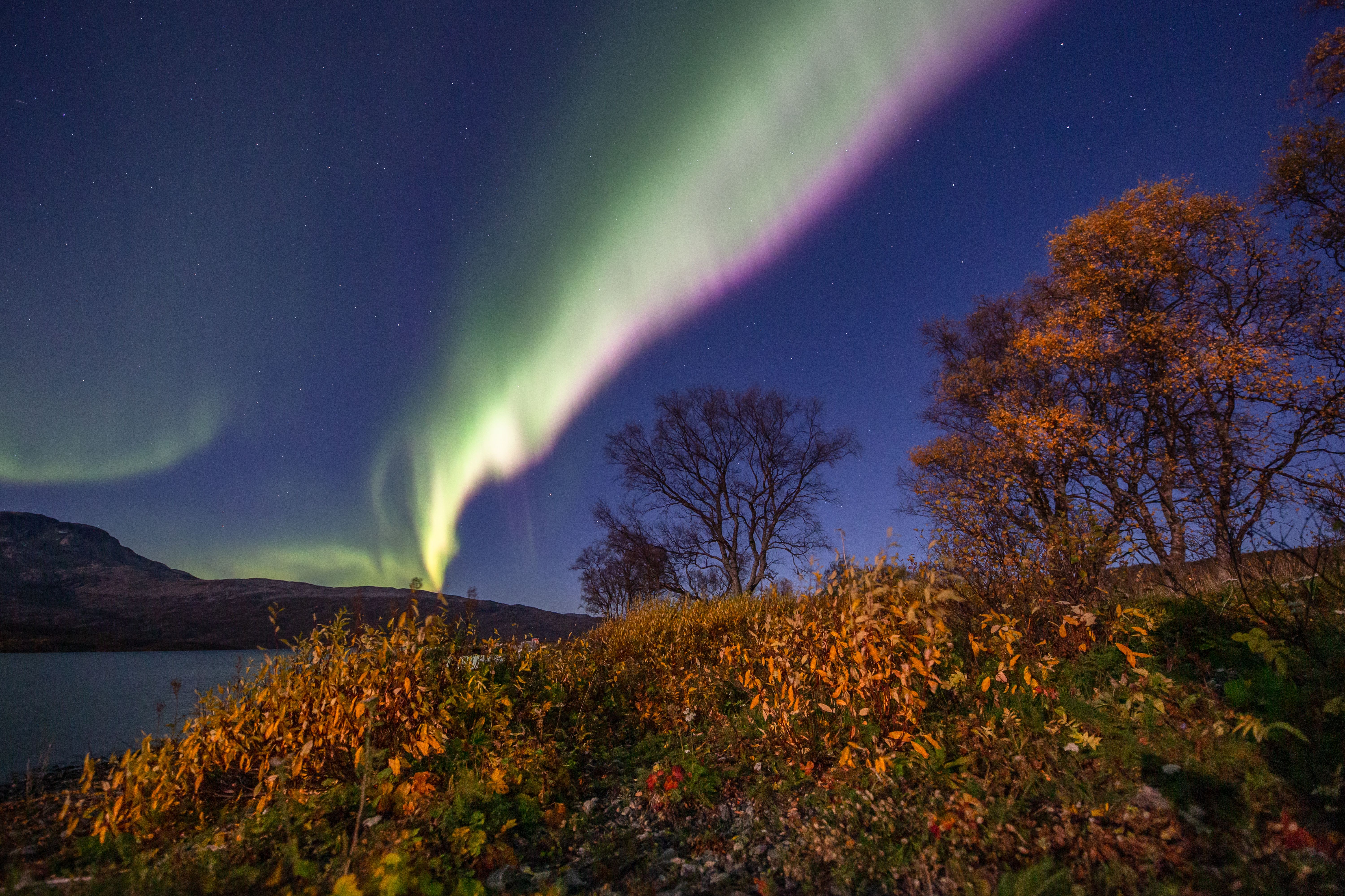 Northern lights and autumn trees in Northern Norway