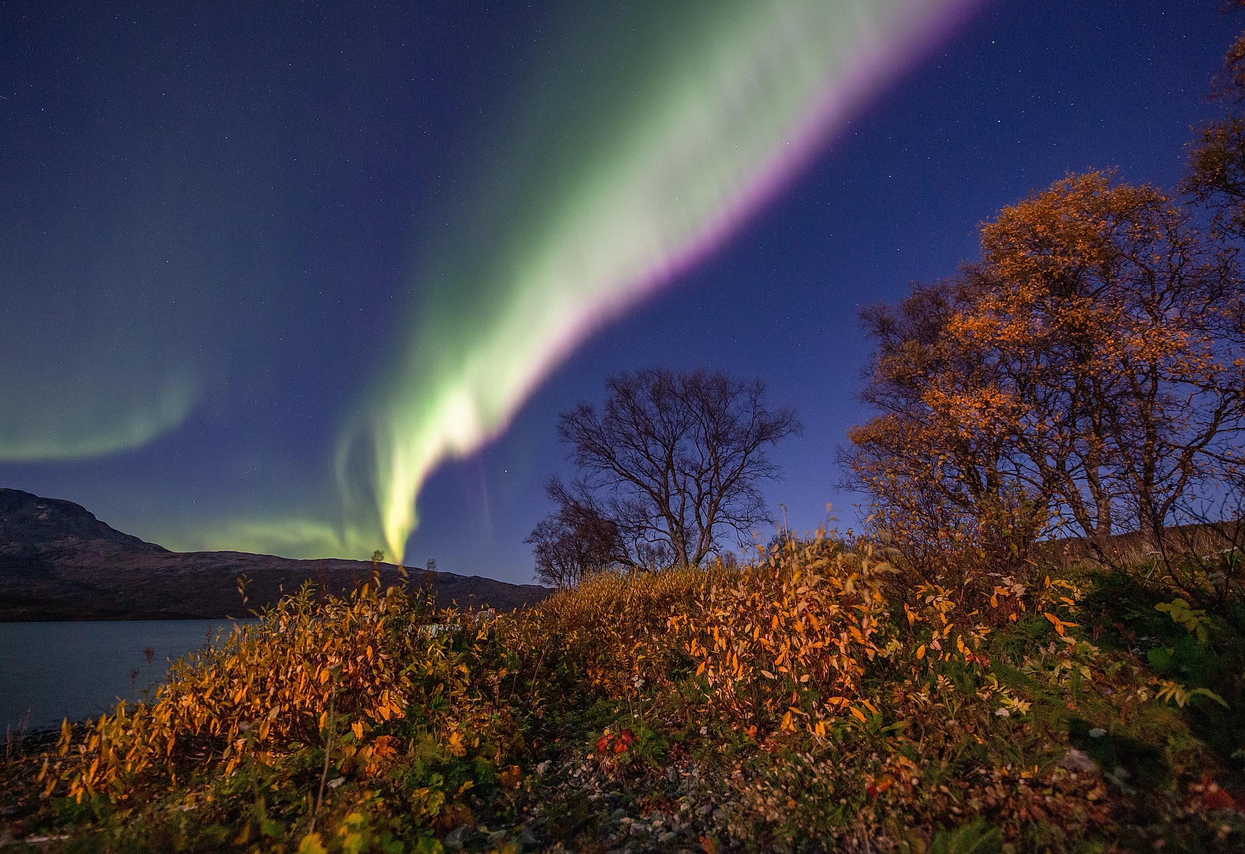 Northern lights and autumn trees in Northern Norway